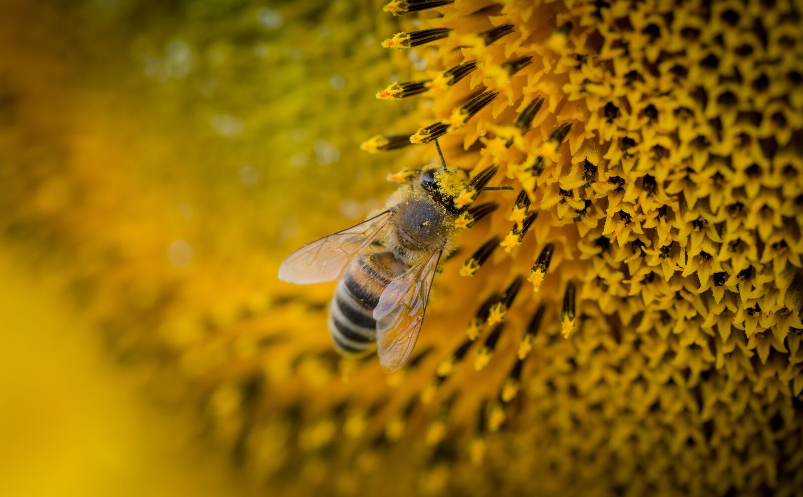 Canon EF 100mm F2.8L Macro IS USM sample photo. Bee, macro, nature photography