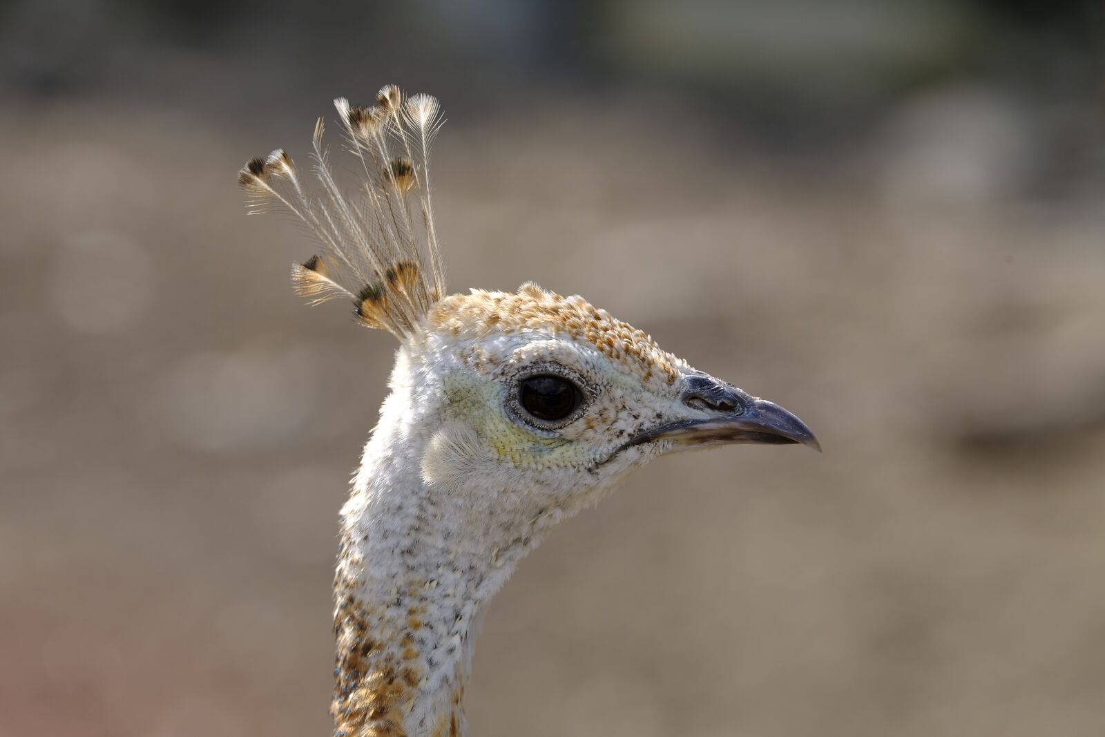 Fujifilm X-T2 sample photo. Peacock, bird, head photography