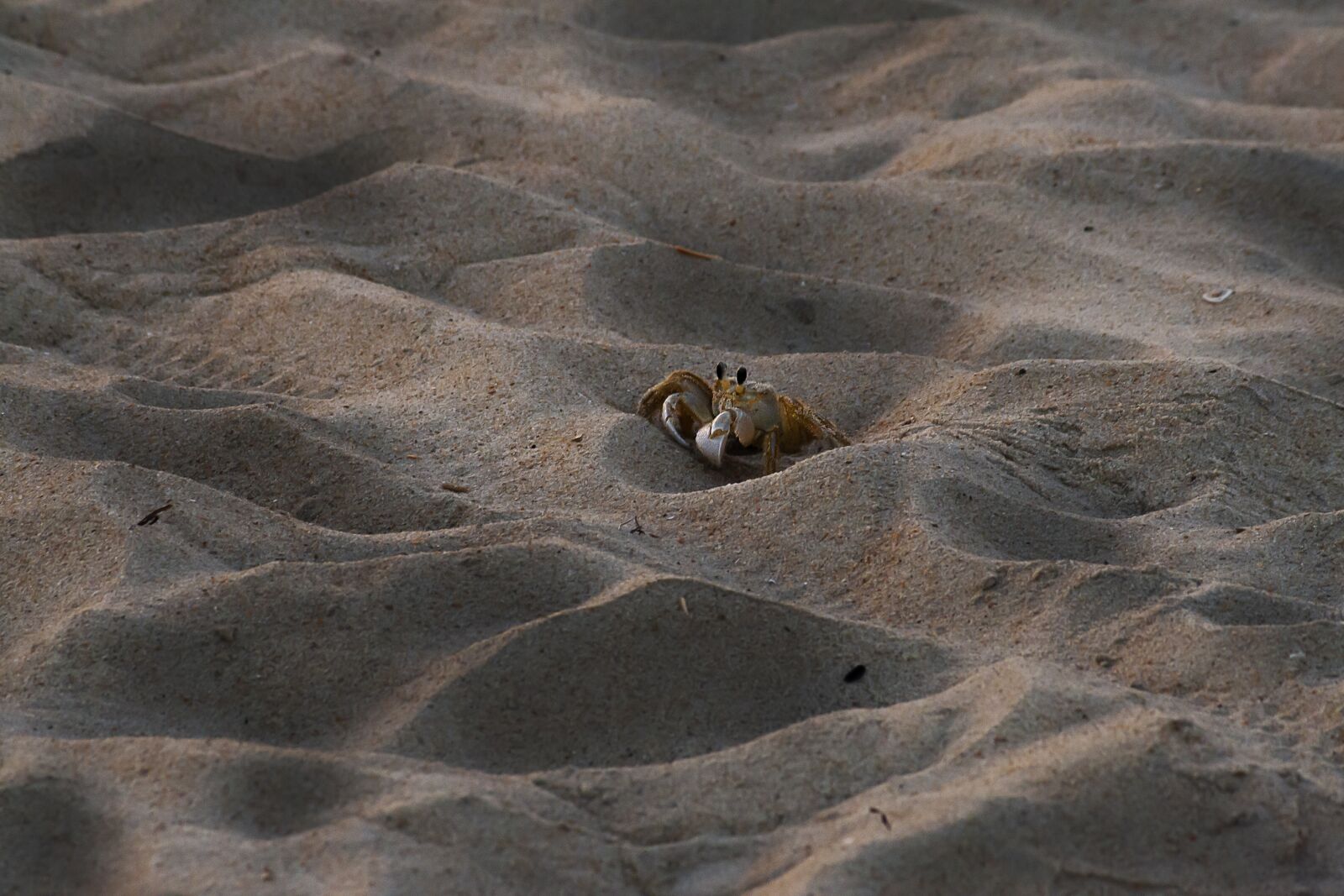 Canon EOS 1000D (EOS Digital Rebel XS / EOS Kiss F) sample photo. Beach, crab, sand photography