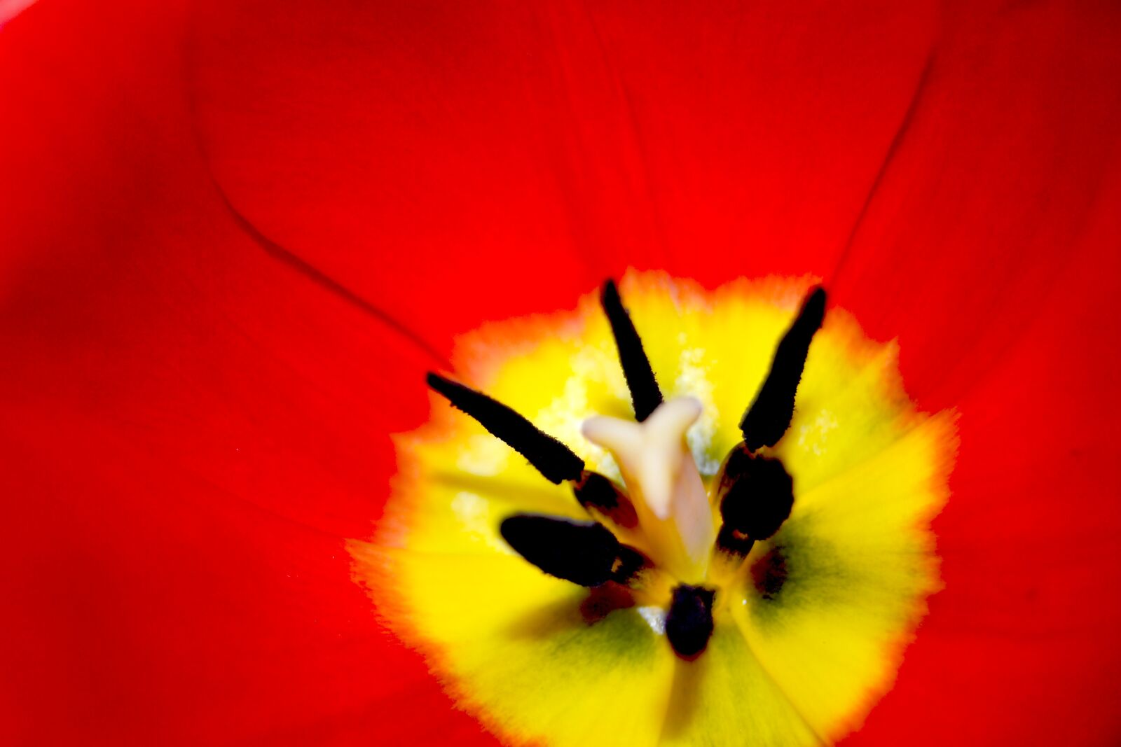 Nikon D3100 sample photo. Flower, tulip, red photography