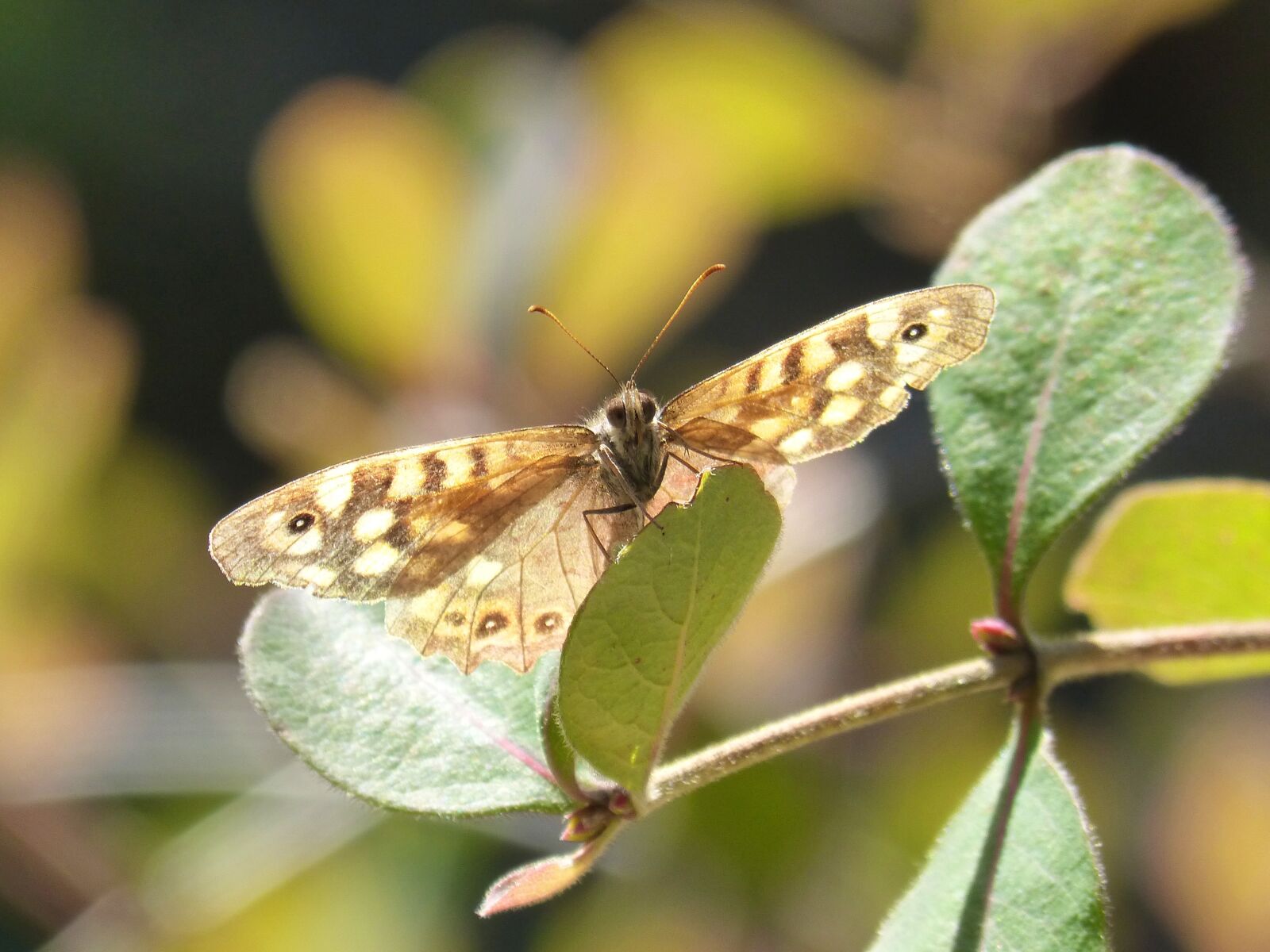 Panasonic DMC-FZ62 sample photo. Butterfly, lasiommata megera, butterfly photography