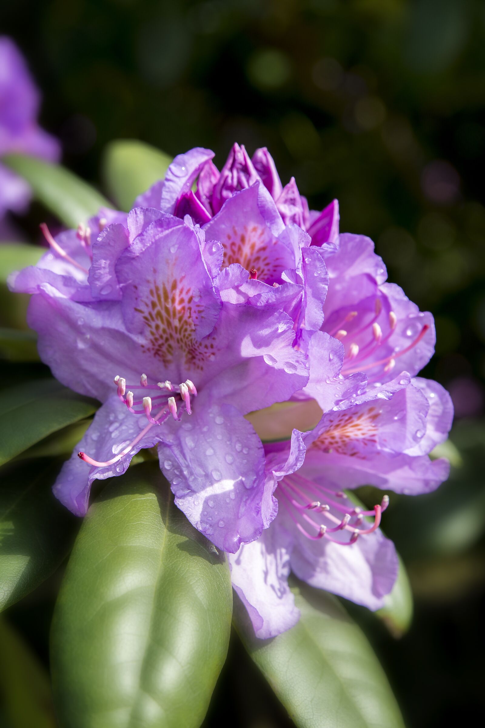 Tamron SP 24-70mm F2.8 Di VC USD sample photo. Azalea, flower, plant photography