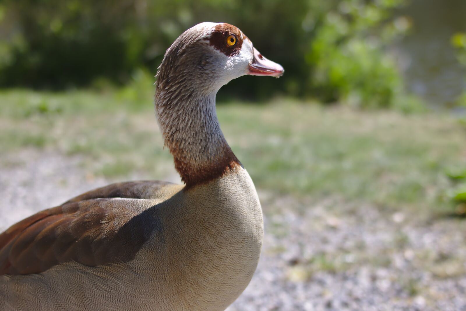 Canon EOS 750D (EOS Rebel T6i / EOS Kiss X8i) sample photo. Goose, bird, plumage photography