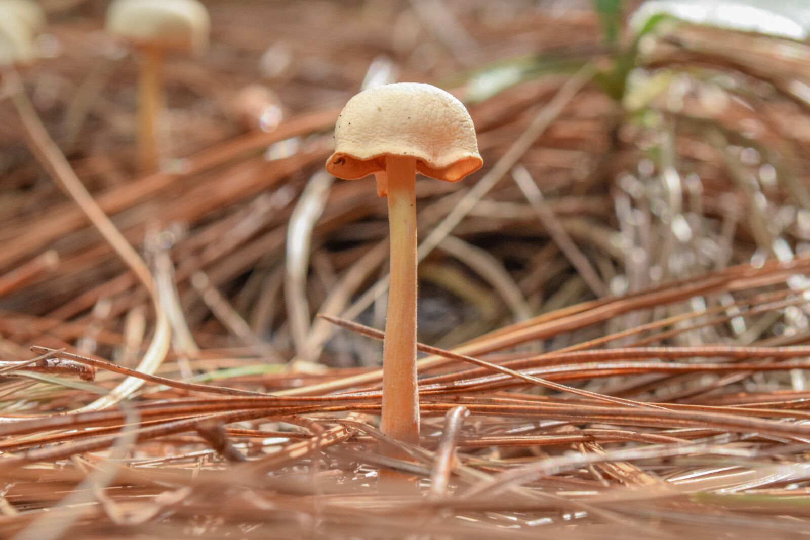 Nikon D3300 sample photo. Mushrooms, nature, forest photography