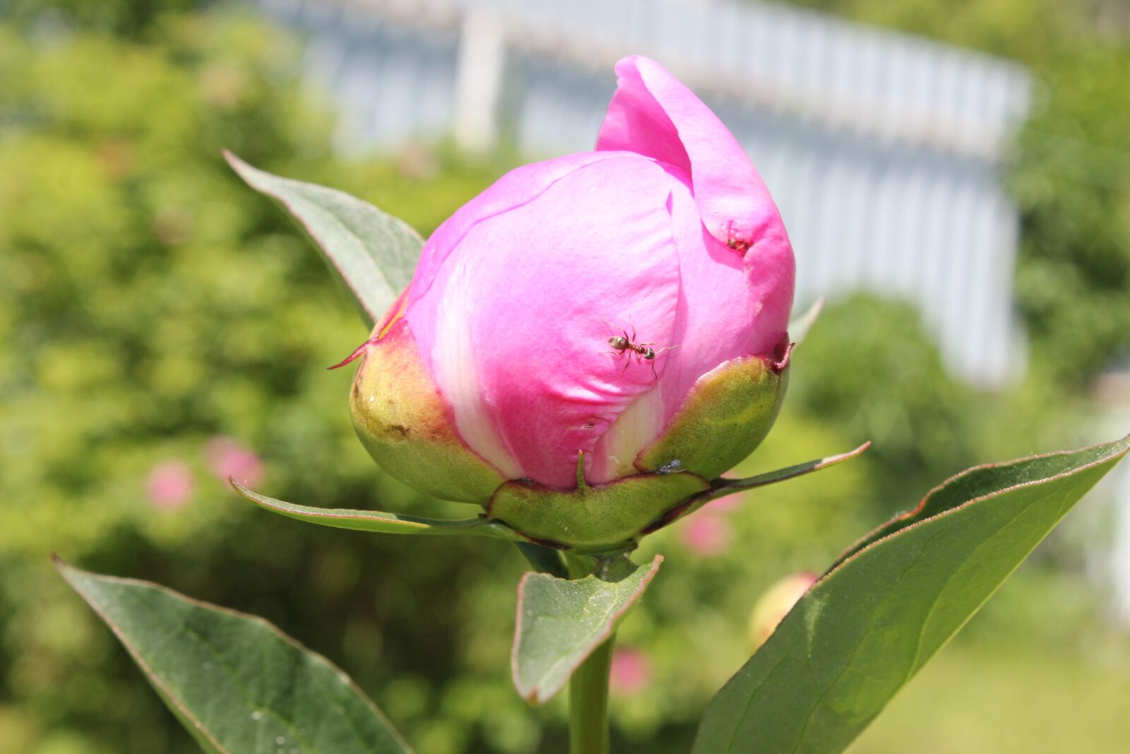 Canon EOS 550D (EOS Rebel T2i / EOS Kiss X4) sample photo. Flowers, flower bed, garden photography