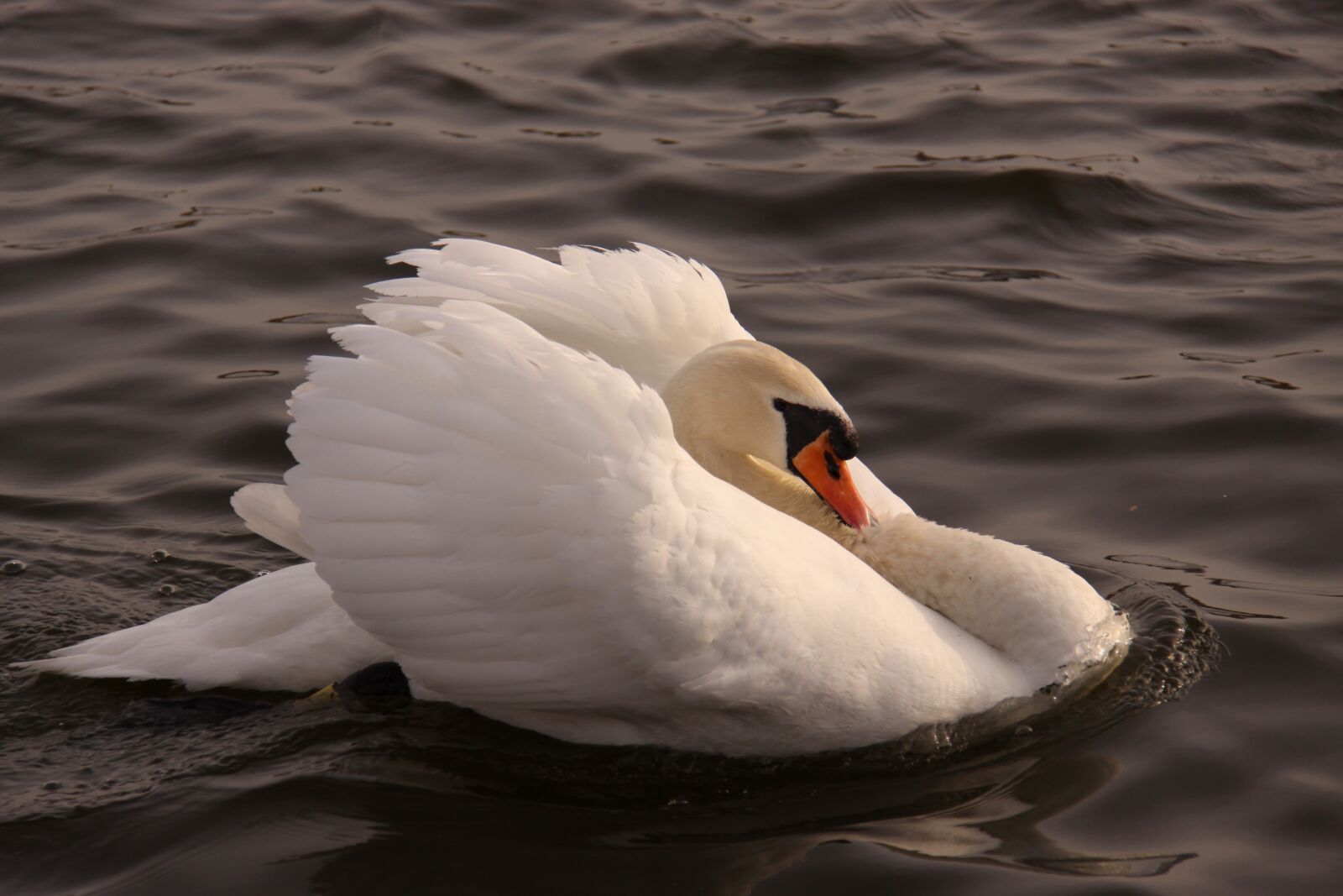 Canon EOS 50D sample photo. Swan, bird, water photography