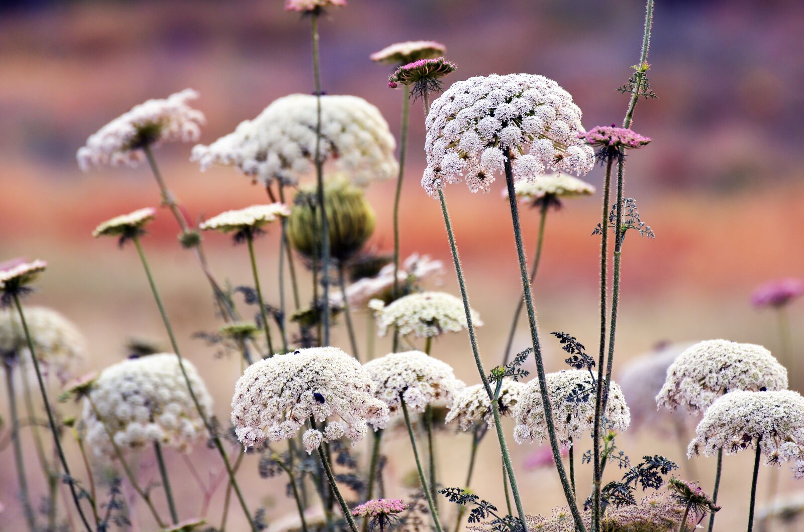 Nikon D7000 sample photo. Nature, outdoors, flora photography