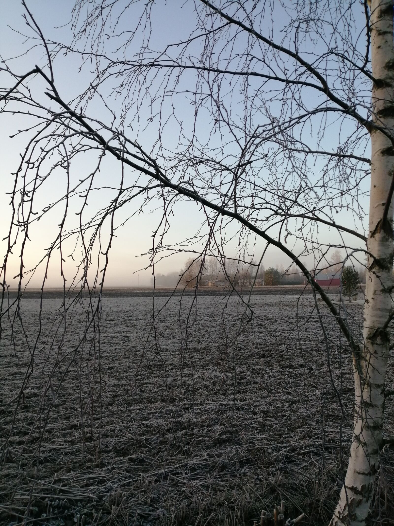 HUAWEI P SMART 2019 sample photo. Landscape, fog, birch photography