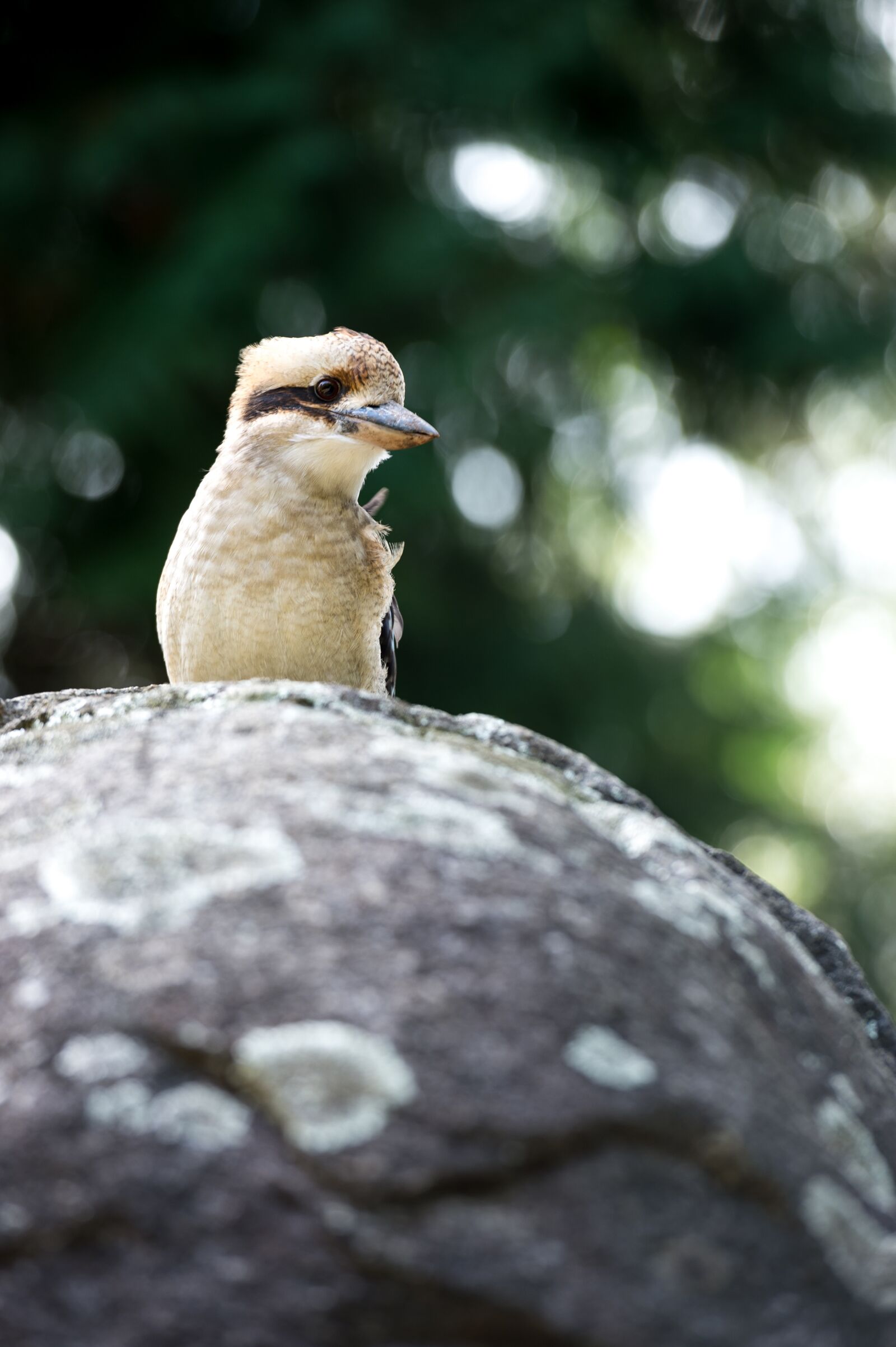 Nikon Df sample photo. Kookaburra, bird, australia photography