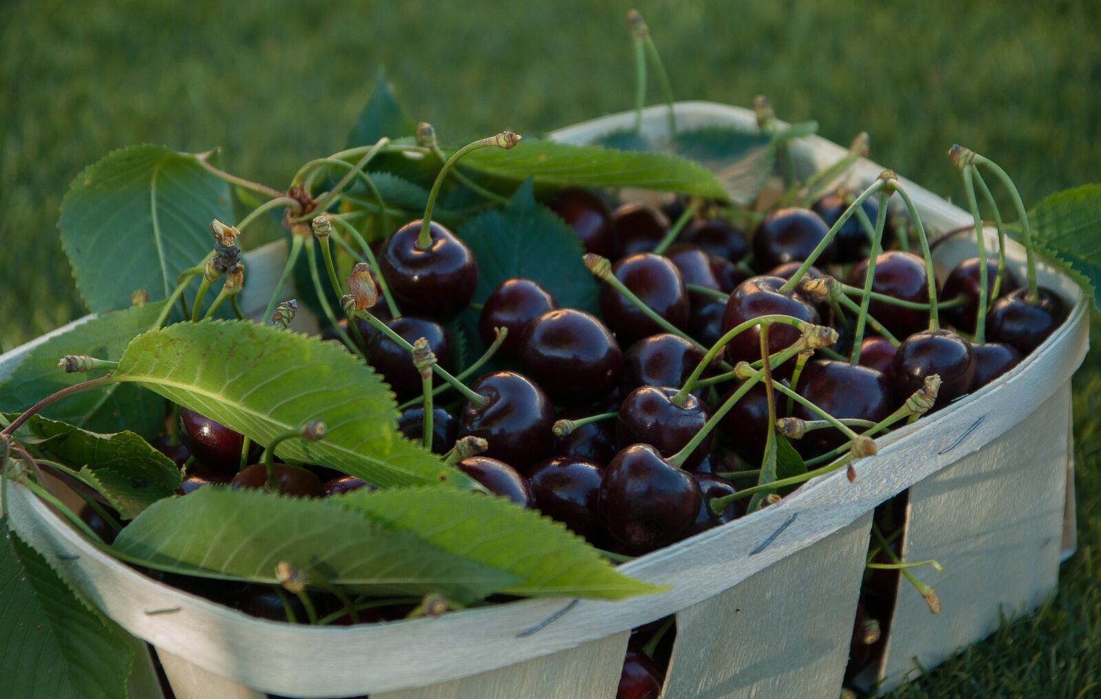 Pentax K10D sample photo. Cherries, fruit, red fruits photography