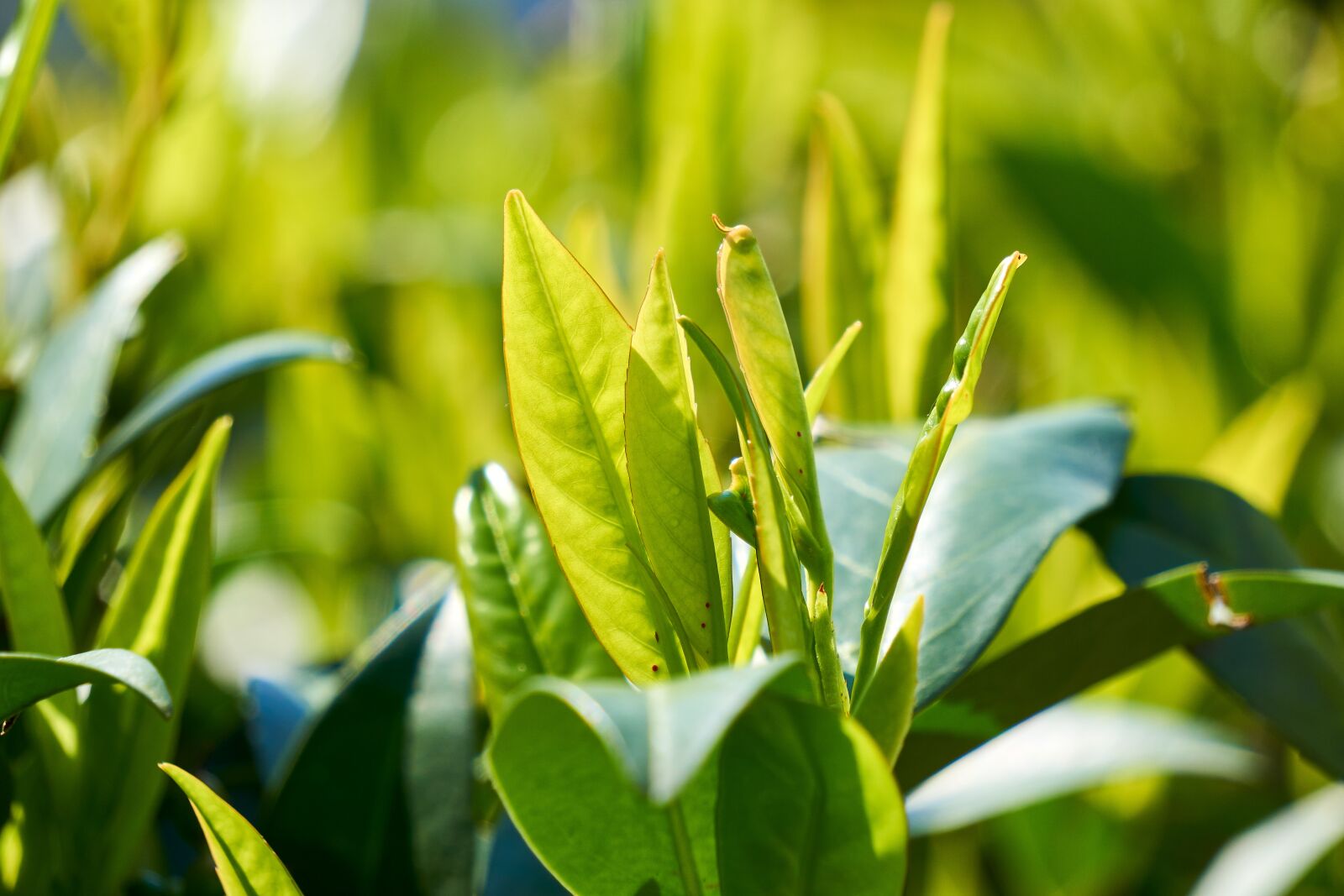 Sony E 55-210mm F4.5-6.3 OSS sample photo. Cherry laurel, green, leaf photography