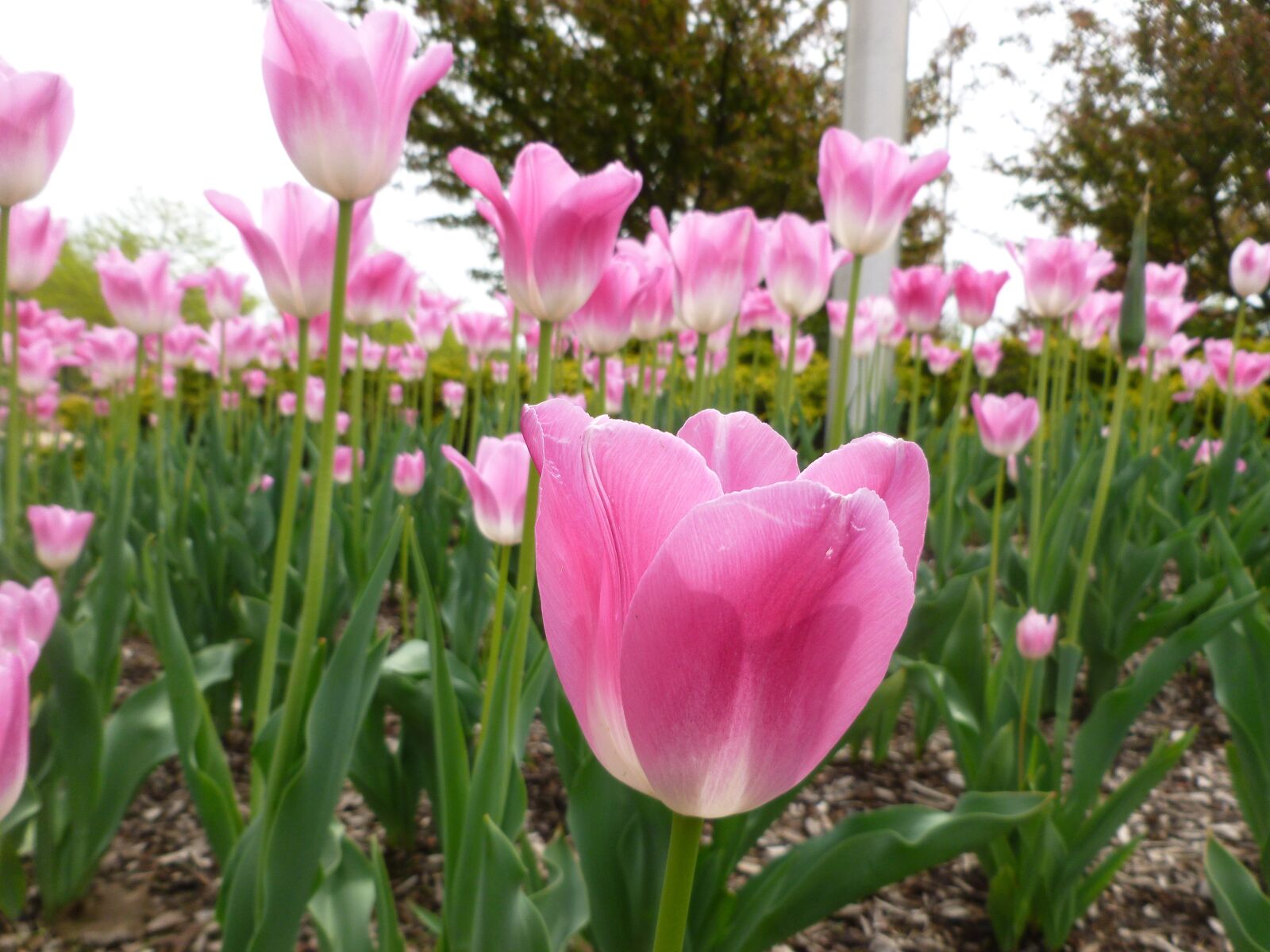 Panasonic DMC-FH25 sample photo. Tulips, spring, garden photography