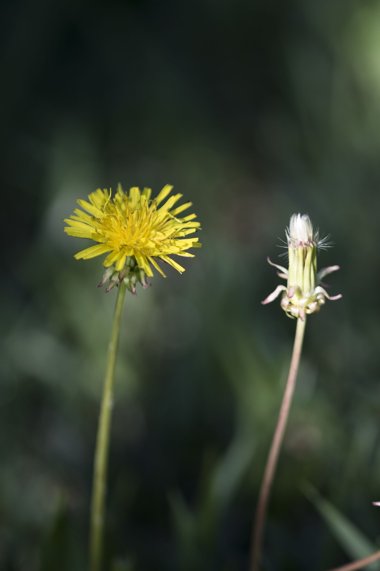 Canon EOS 750D (EOS Rebel T6i / EOS Kiss X8i) + Tamron SP 90mm F2.8 Di VC USD 1:1 Macro sample photo. Dandelion, weeds, flowers photography
