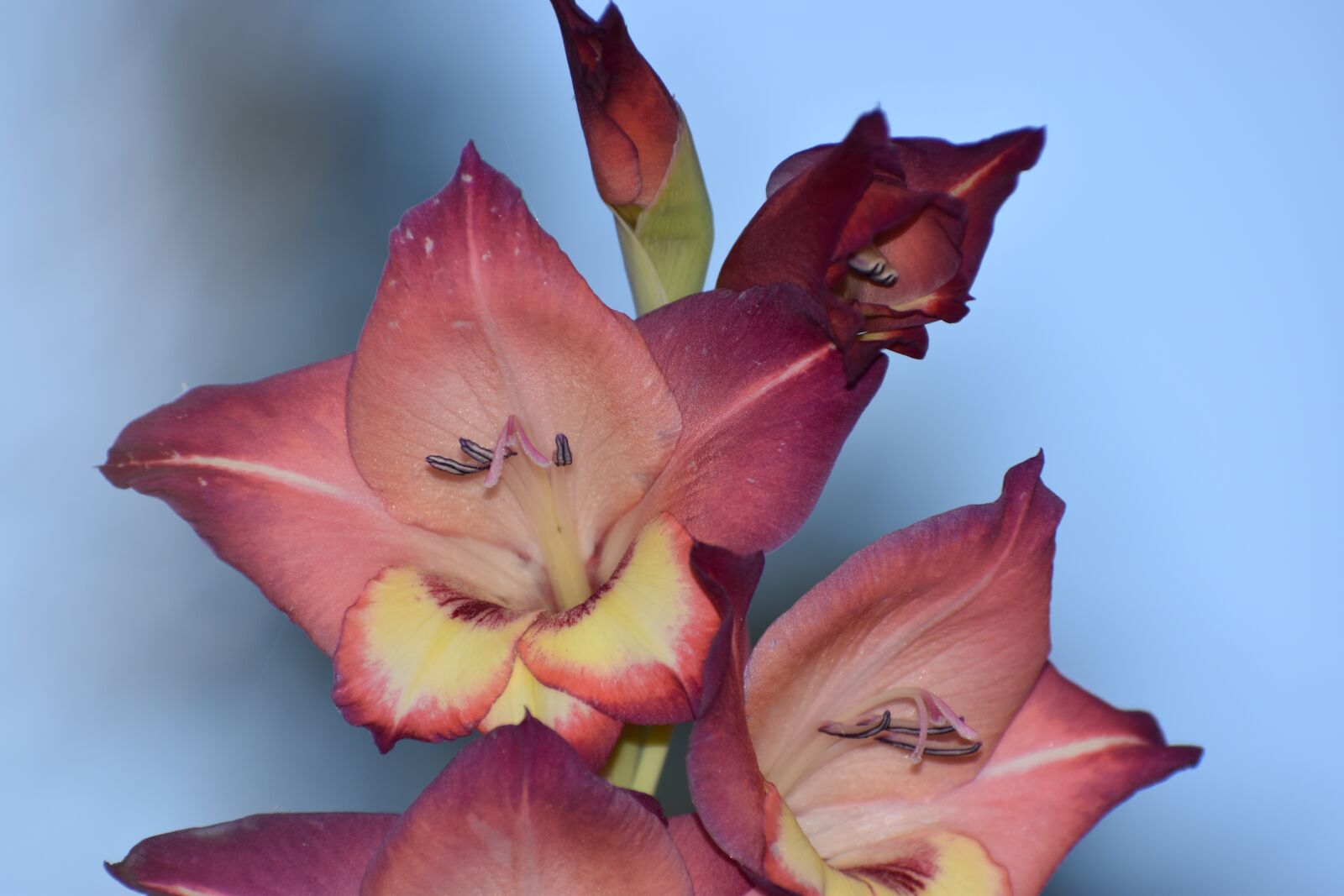 Nikon D5600 sample photo. Flower, pink, spring photography