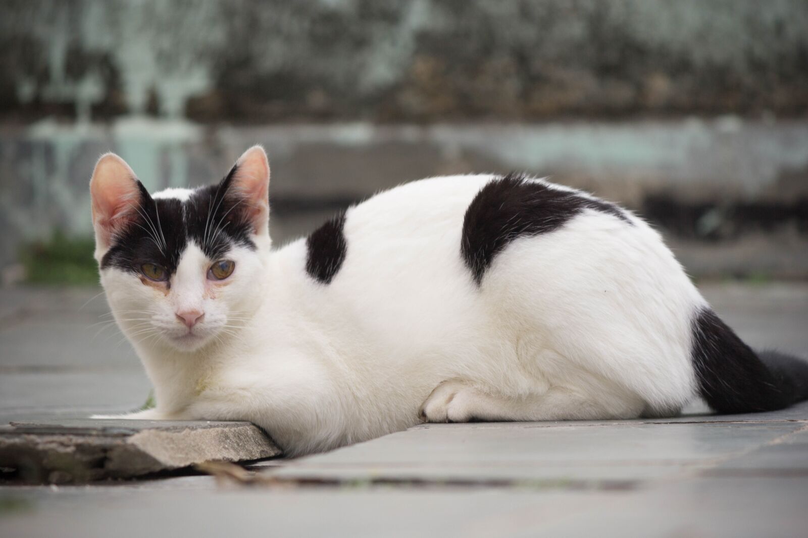 Canon EOS 60D + Canon EF-S 55-250mm F4-5.6 IS II sample photo. Cat, feline, domestic photography