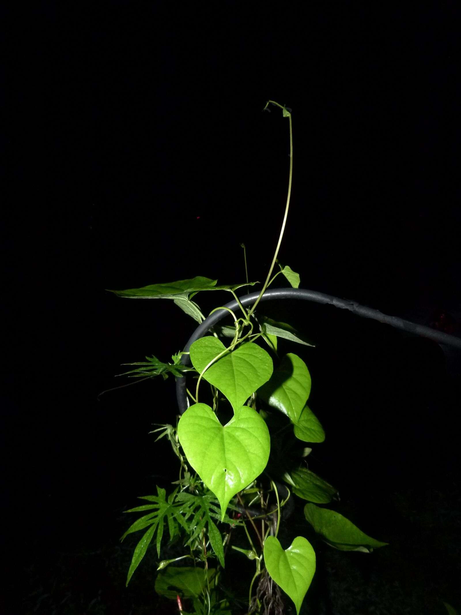 Panasonic Lumix DMC-FZ100 sample photo. Plant, green, vine photography