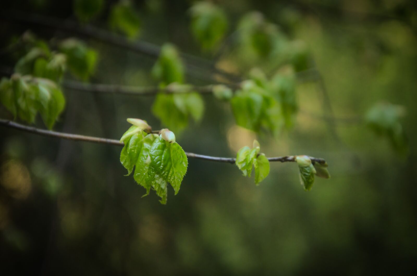 Nikon D7000 sample photo. Nature, foliage, spring photography