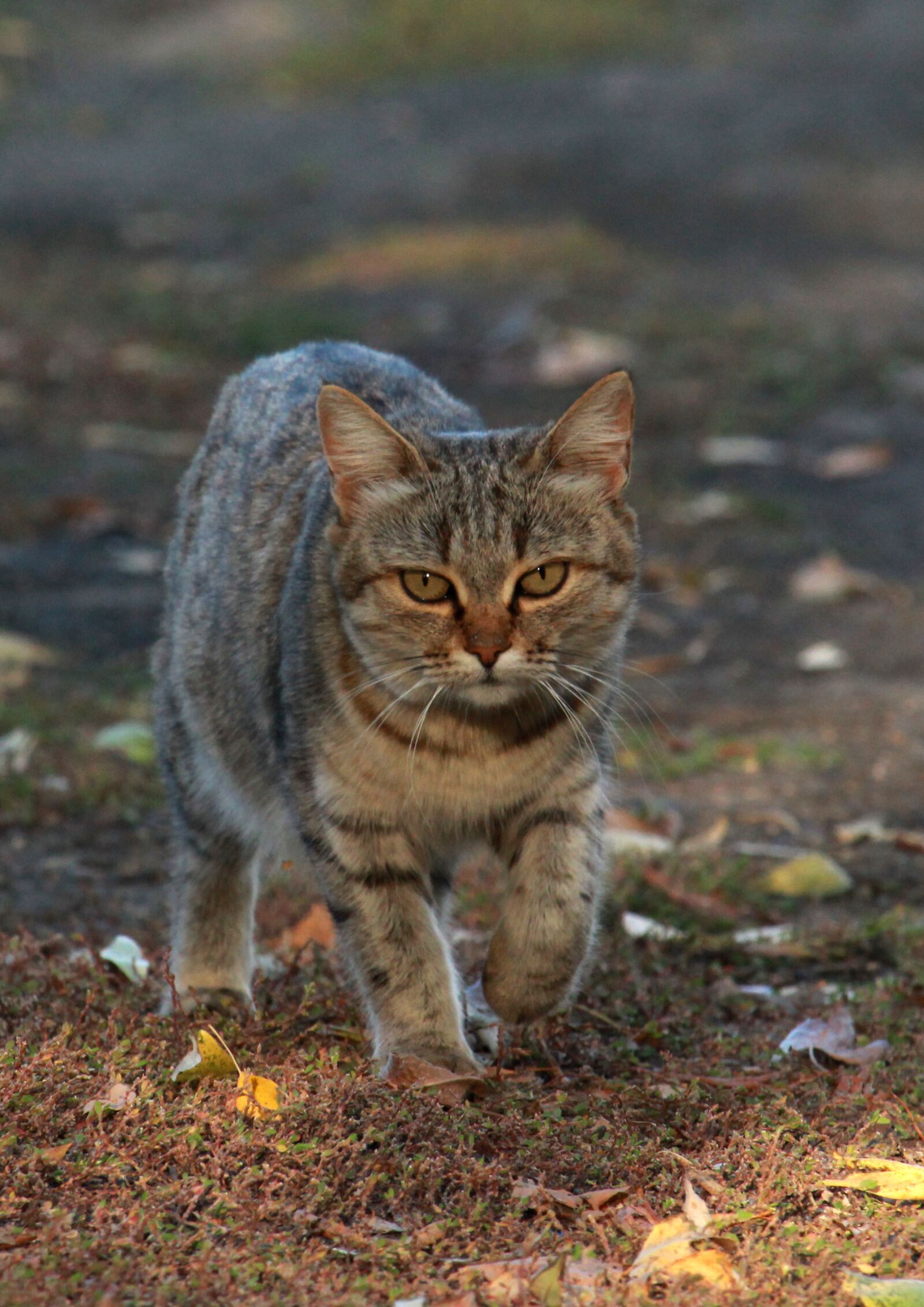 Canon EOS 1200D (EOS Rebel T5 / EOS Kiss X70 / EOS Hi) sample photo. Cat, animal, wool photography