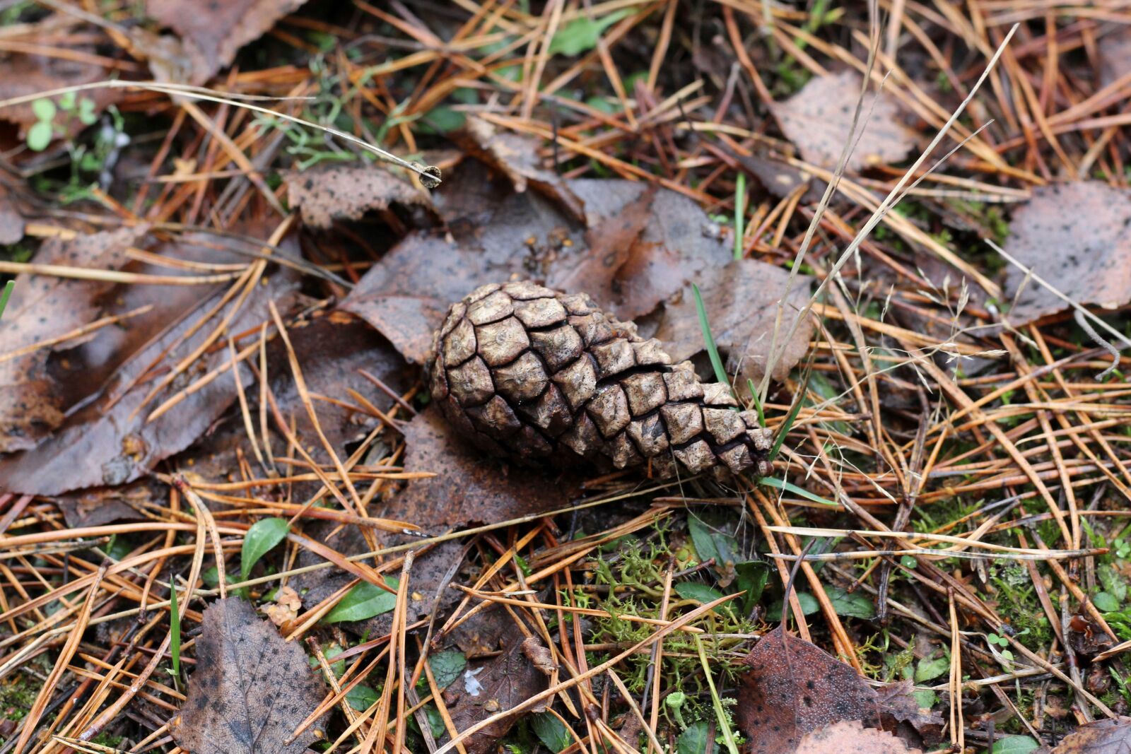 Canon EOS 700D (EOS Rebel T5i / EOS Kiss X7i) + Canon EF 50mm F1.8 STM sample photo. Pine cones, kienapfel, forest photography
