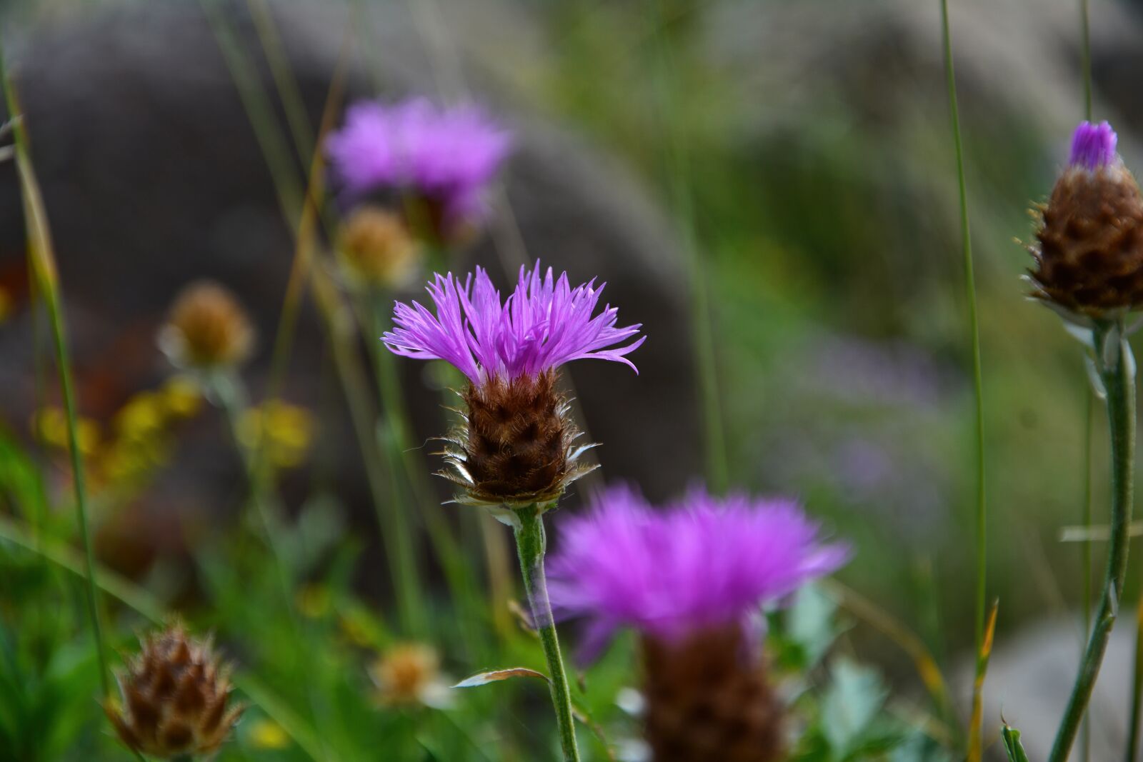 Nikon D7100 sample photo. Purple flowers, decorative, flower photography