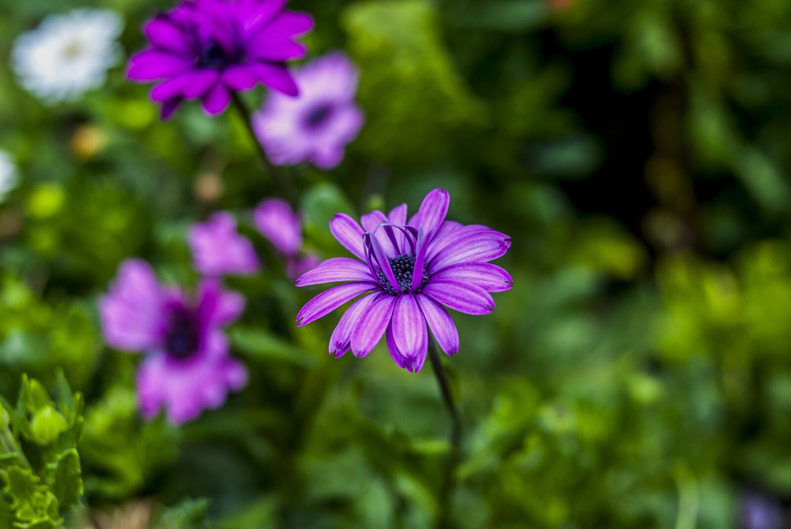 Nikon D60 sample photo. Flower, nature, plant photography