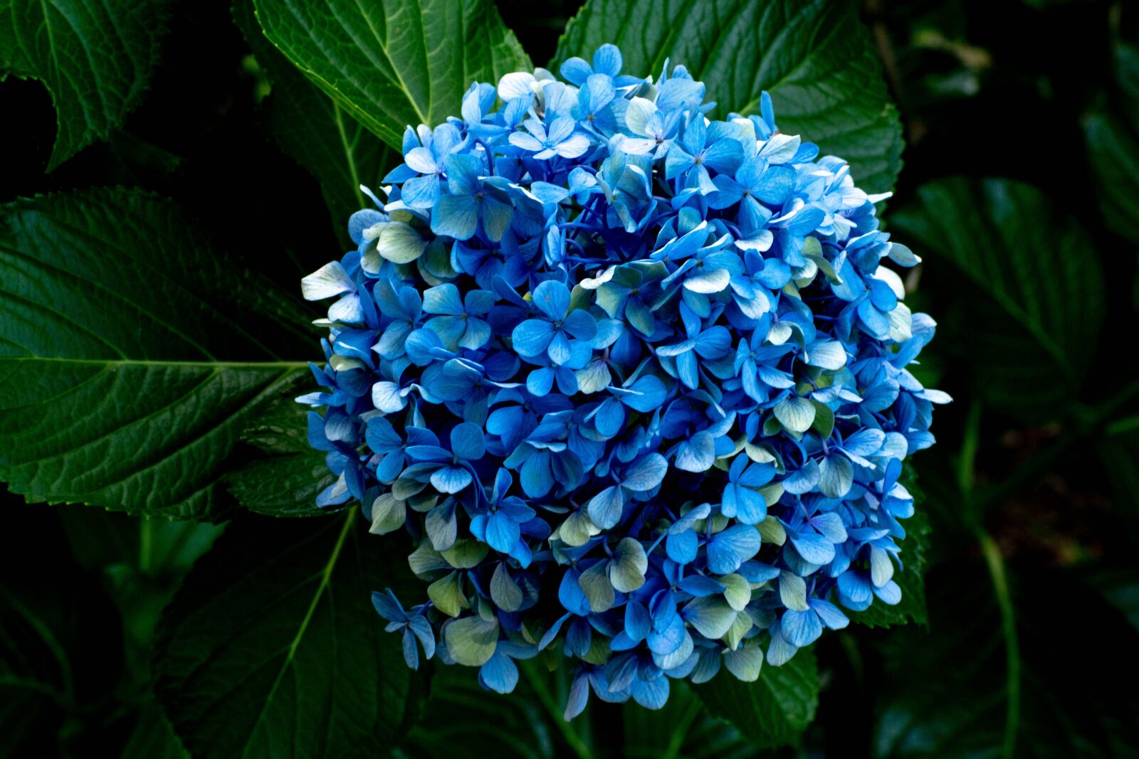 Nikon D5600 sample photo. Hydrangea, bloom, blue photography