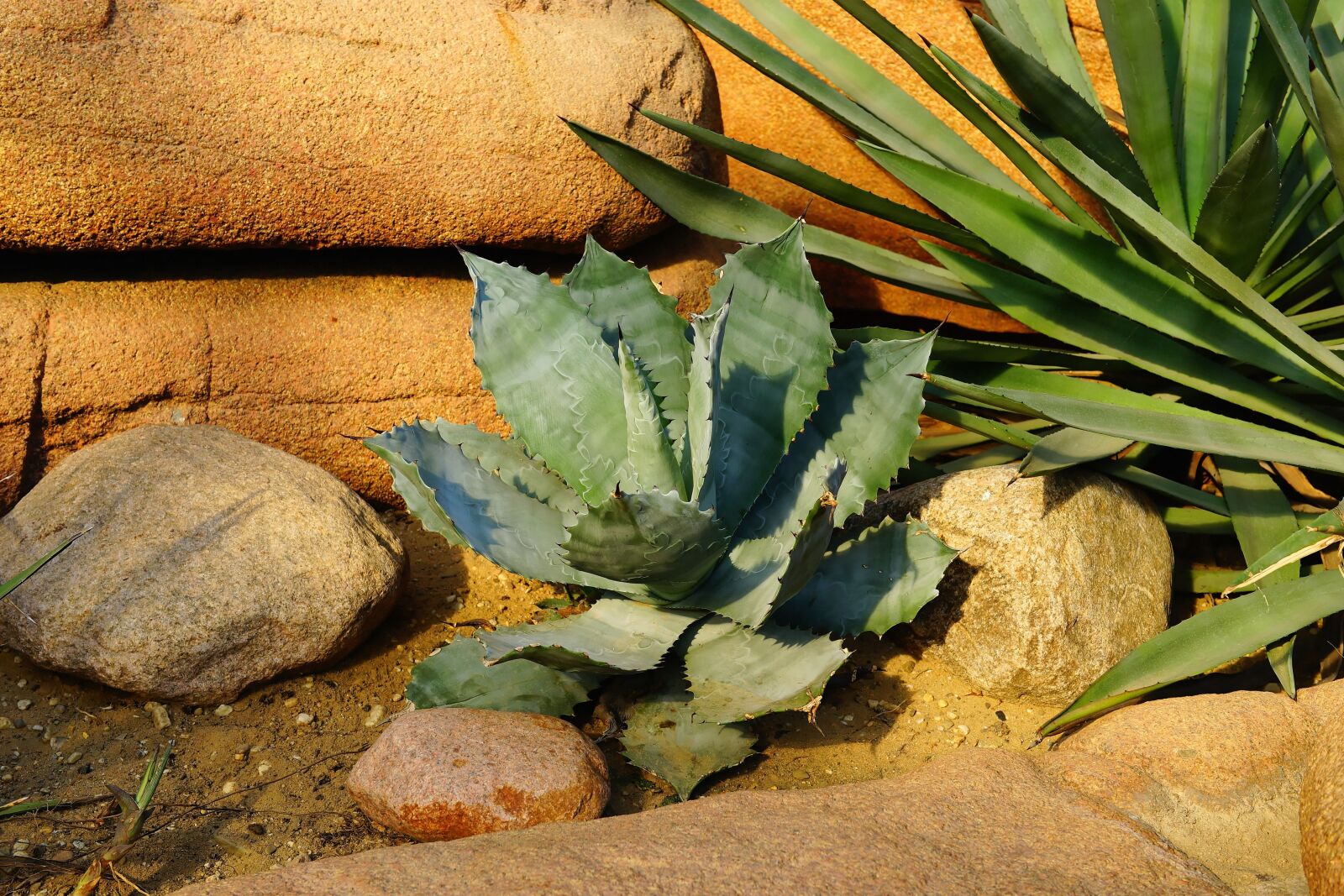 Sony a99 II + Sony Planar T* 50mm F1.4 ZA SSM sample photo. Desert, stones, cactus photography