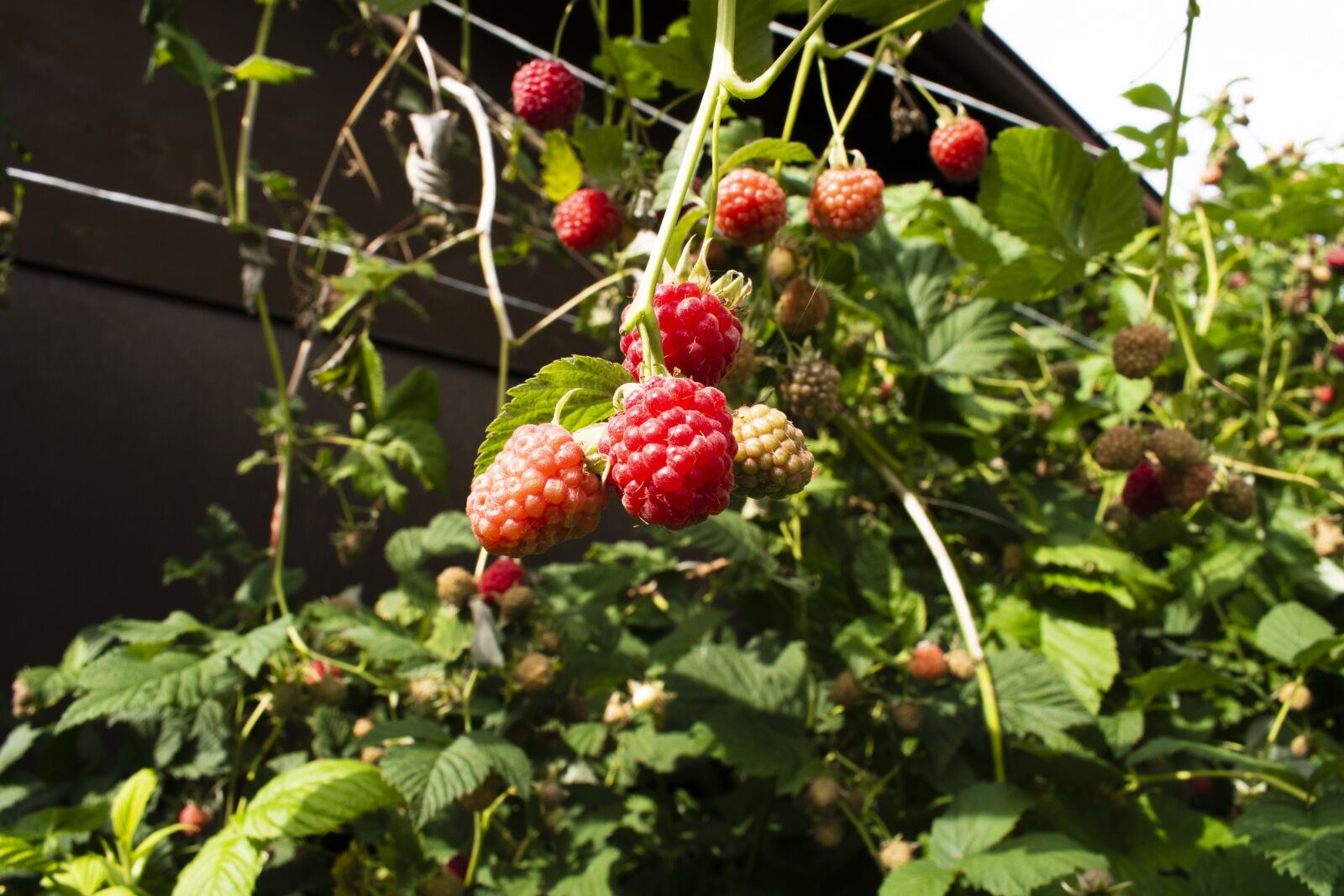 Nikon D3500 sample photo. Raspberry, berry, red photography