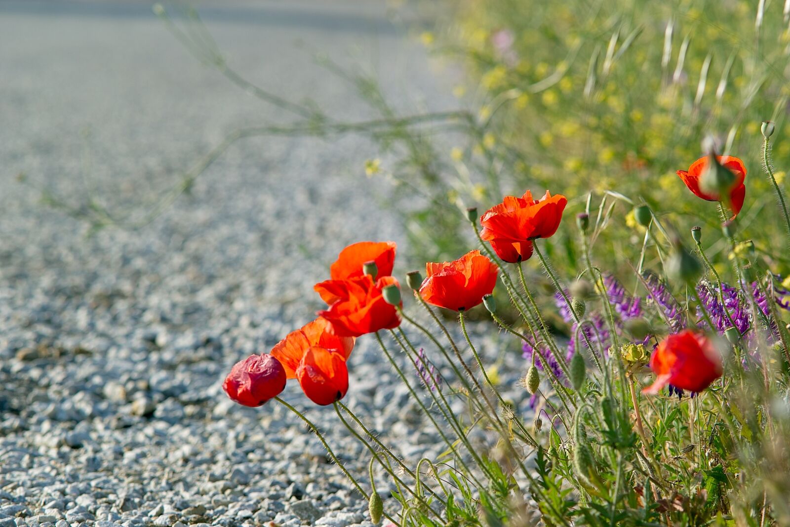 Sigma SD14 sample photo. Poppies, red flowers, road photography