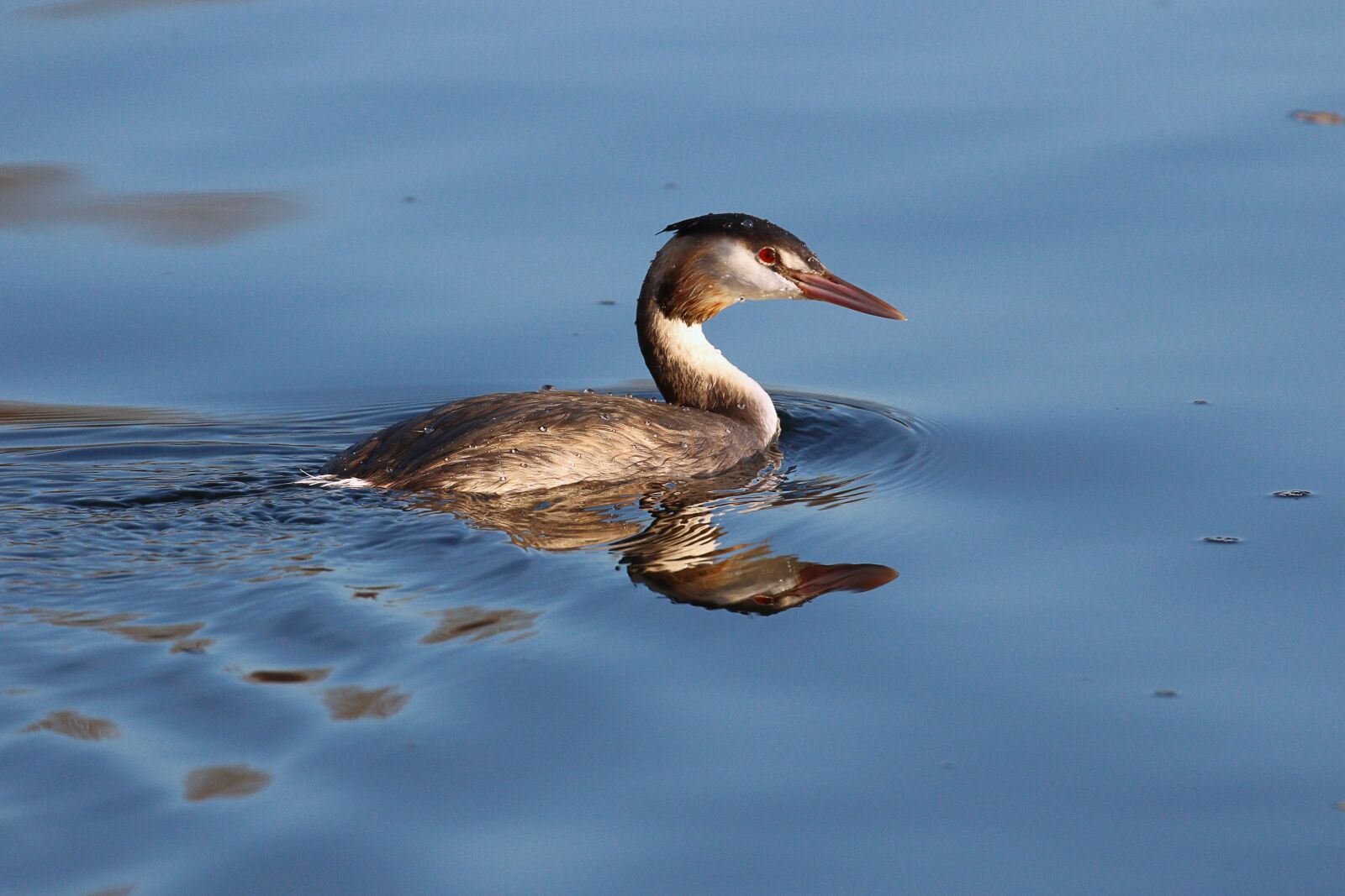 Canon EOS 7D Mark II sample photo. Grebe, shy, nature photography