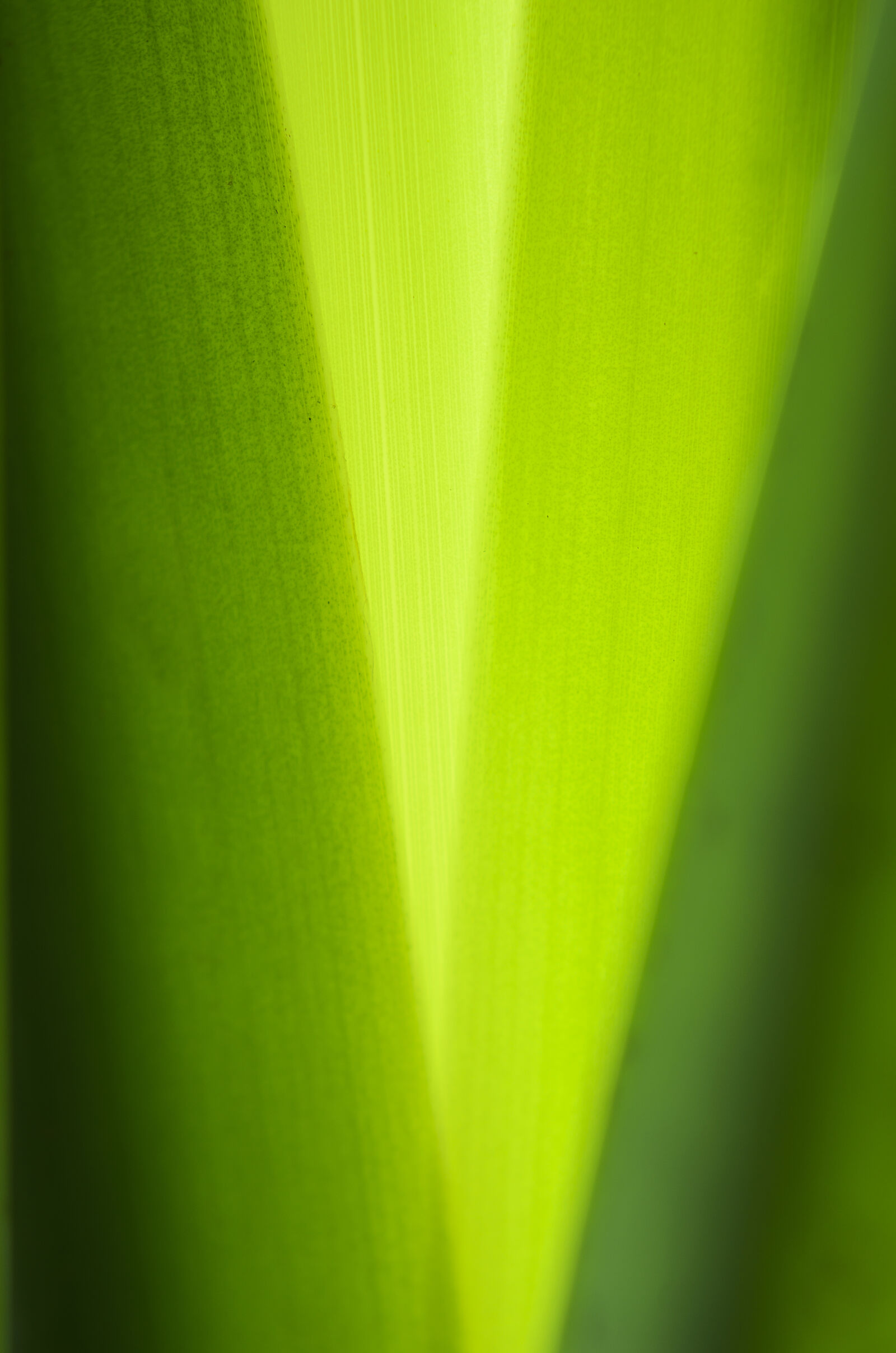 Nikon D7000 + Nikon AF-S Nikkor 50mm F1.8G sample photo. Abstract, abstrato, background, brazilian photography