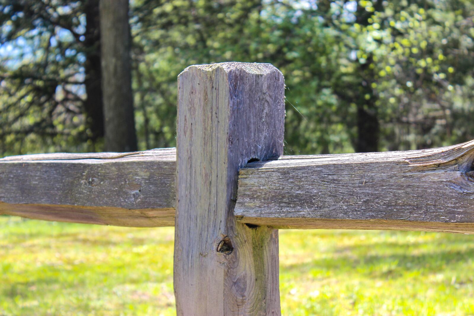 Canon EOS 600D (Rebel EOS T3i / EOS Kiss X5) sample photo. Fence, wood, green photography