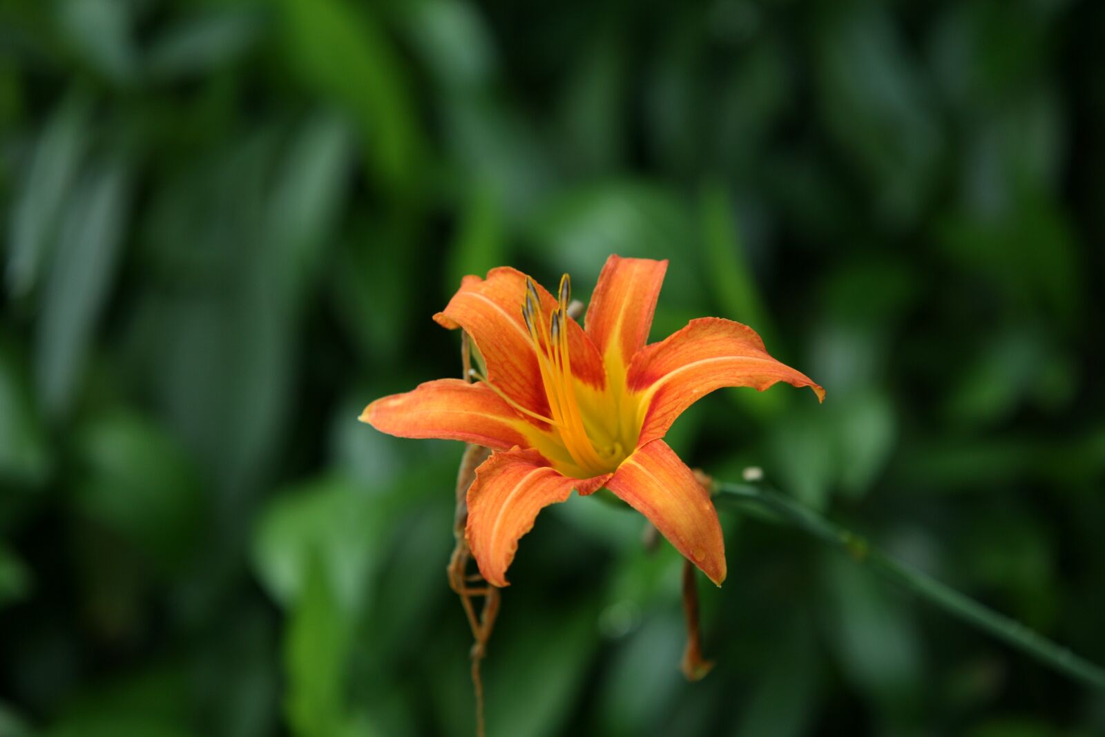 Canon EOS 5D sample photo. Nature, plants, leaf photography