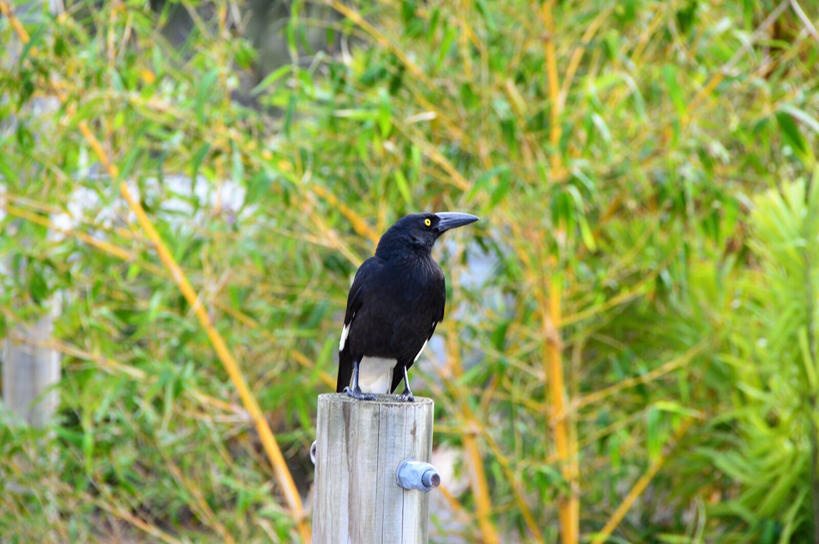 Nikon D3200 sample photo. Bird, nature, wildlife photography