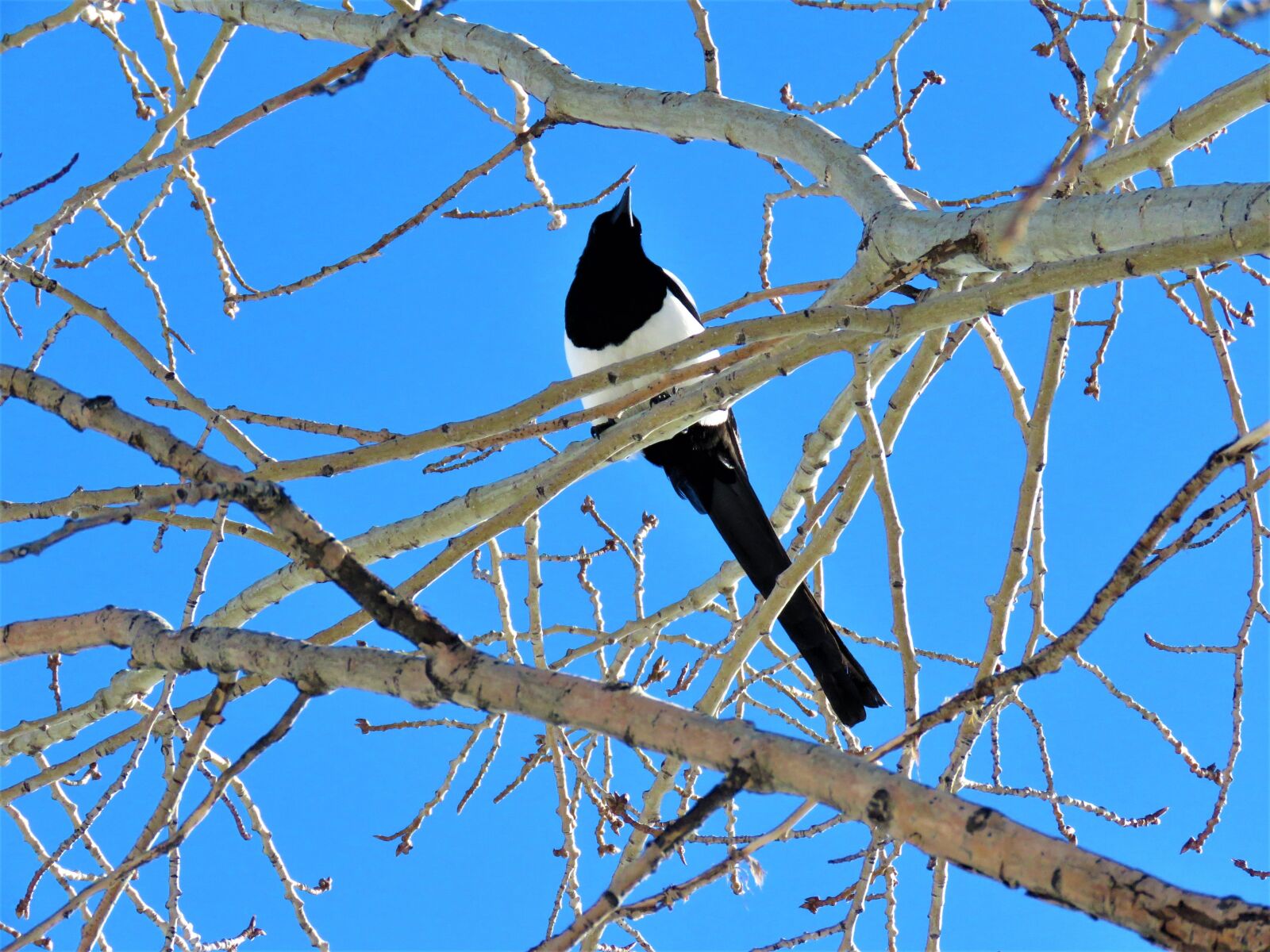 Canon PowerShot SX60 HS sample photo. Magpie, bird, tree photography