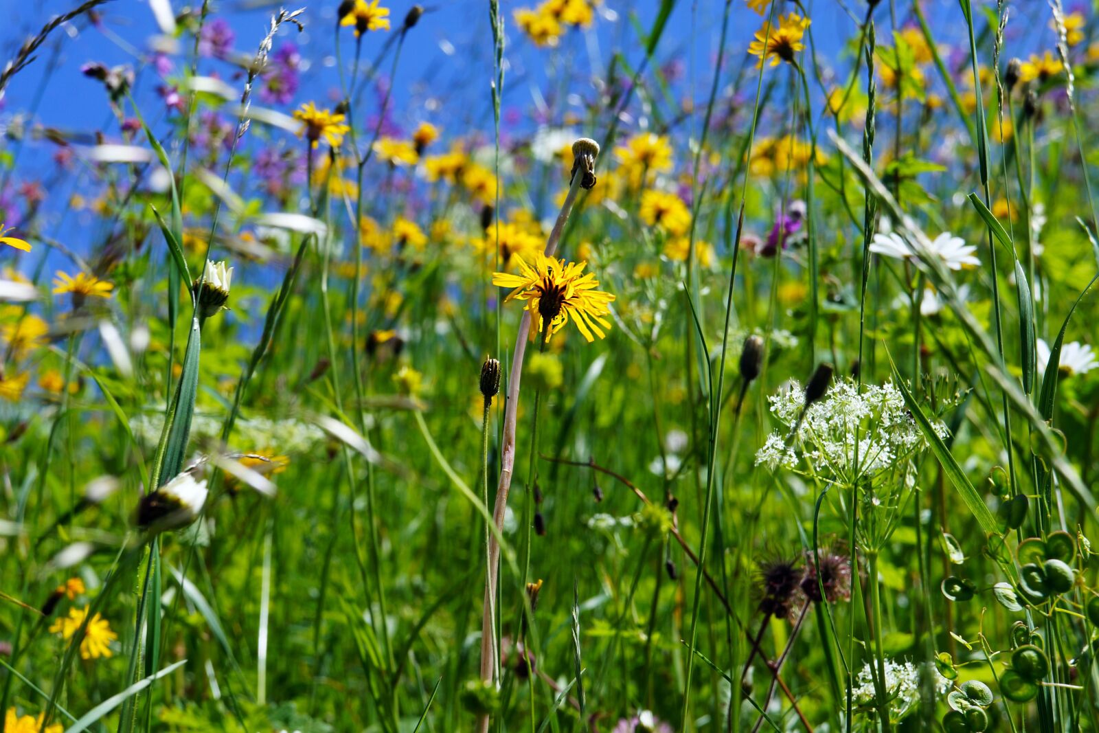 Sony Alpha NEX-5N + Sony E 18-55mm F3.5-5.6 OSS sample photo. Flower meadow, flowers, spring photography