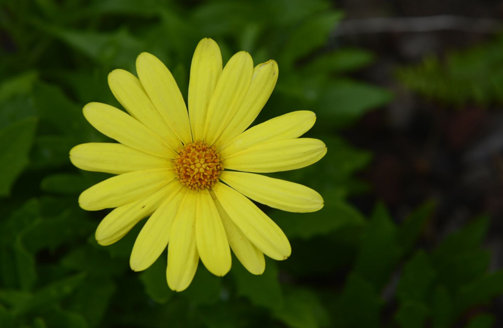Nikon D610 sample photo. Flower, yellow, nature photography