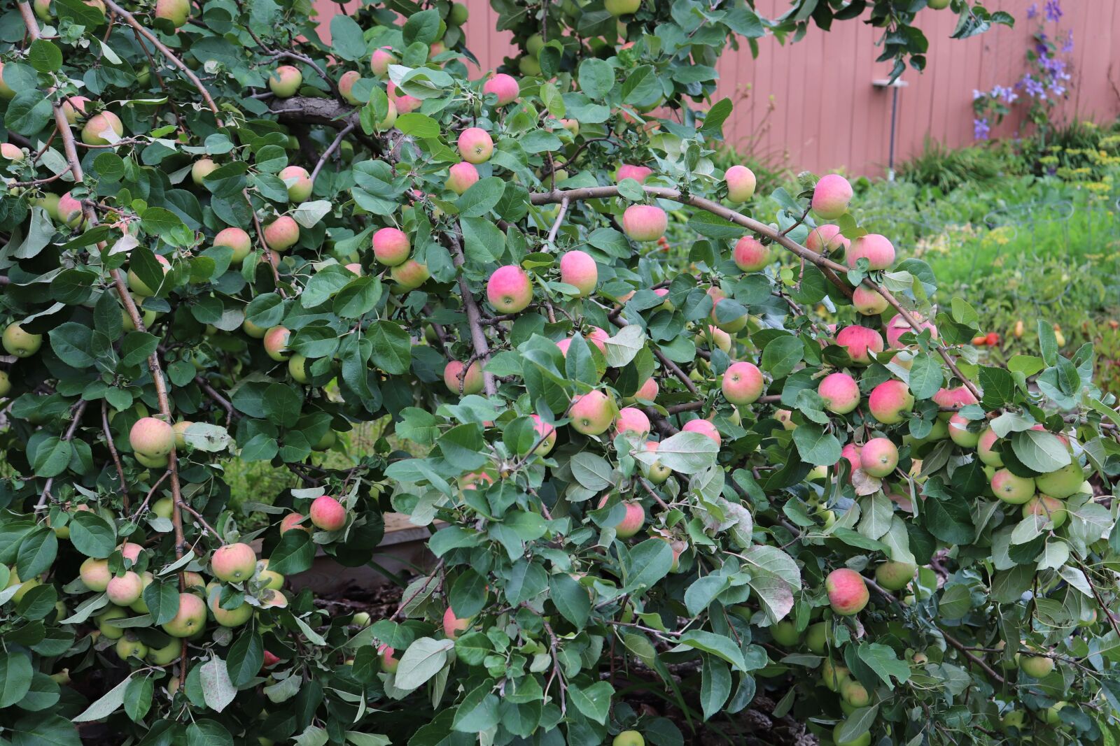 Canon EOS 800D (EOS Rebel T7i / EOS Kiss X9i) sample photo. Apples, tree, green photography