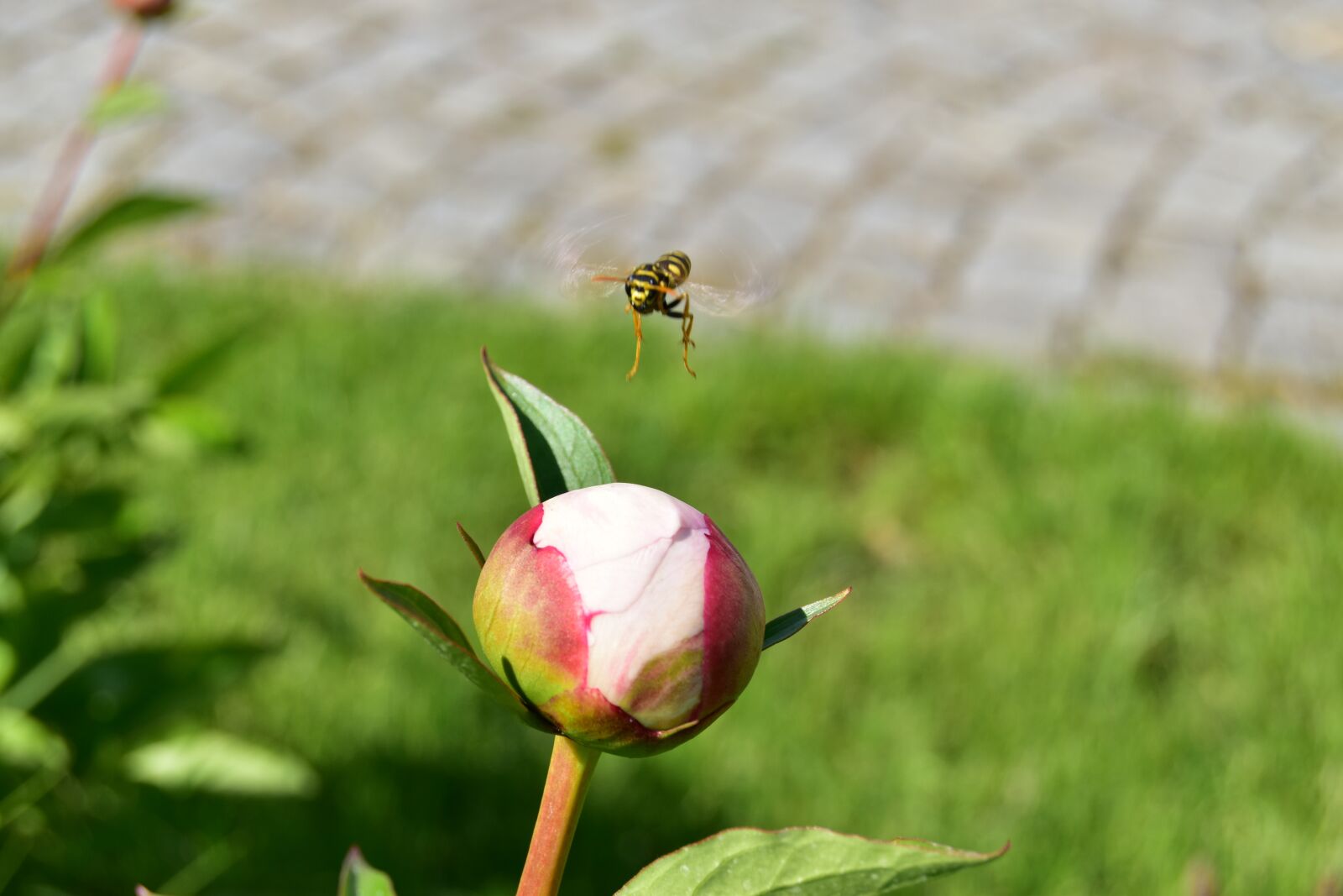 Nikon D5600 sample photo. Bud, wasp, insect photography