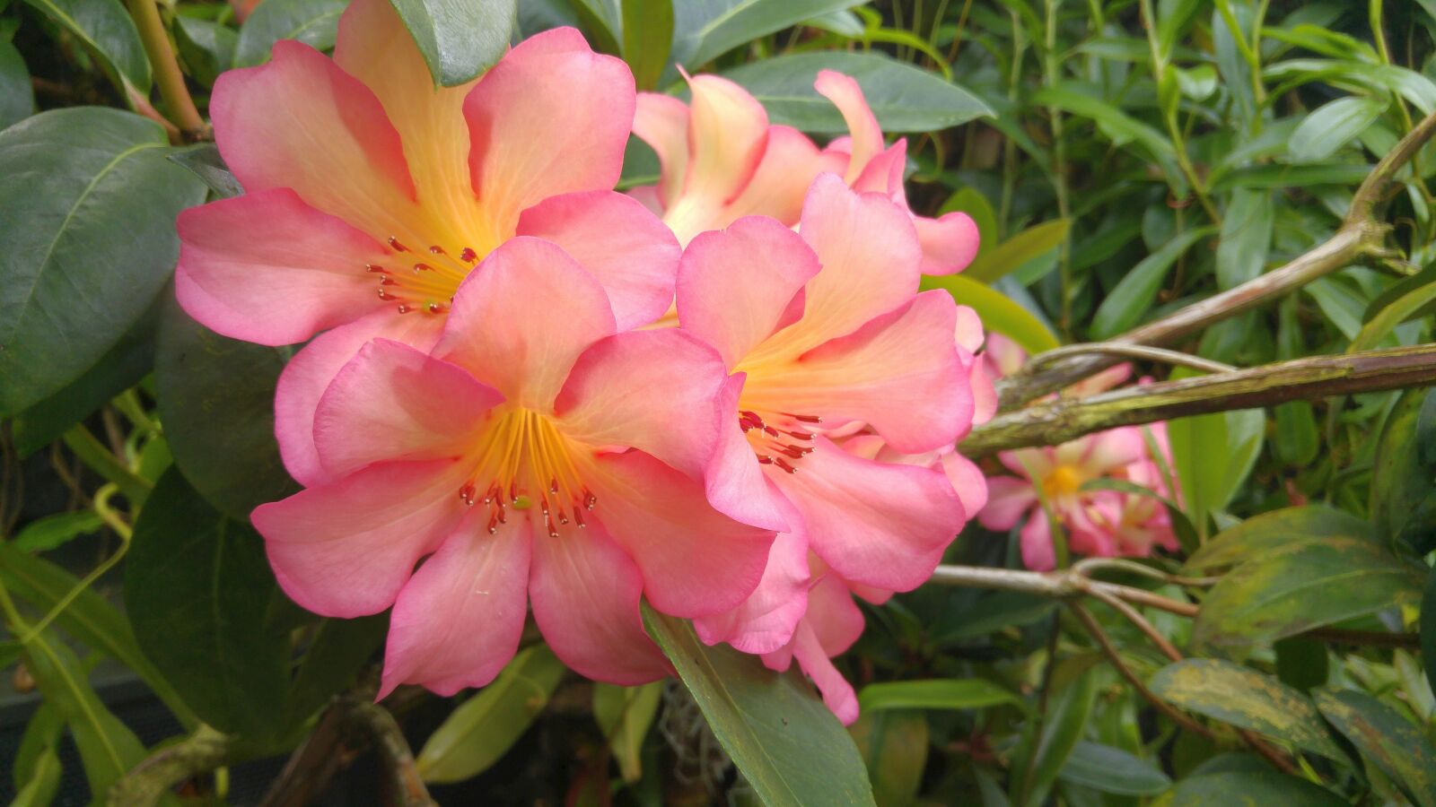 LG G4 sample photo. Blossom, bloom, flower photography