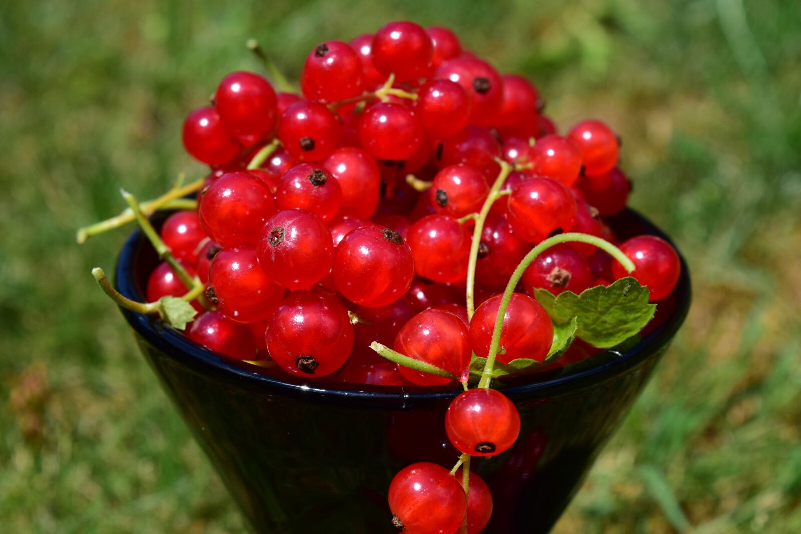 Nikon D3300 sample photo. Currants, cup, summer photography