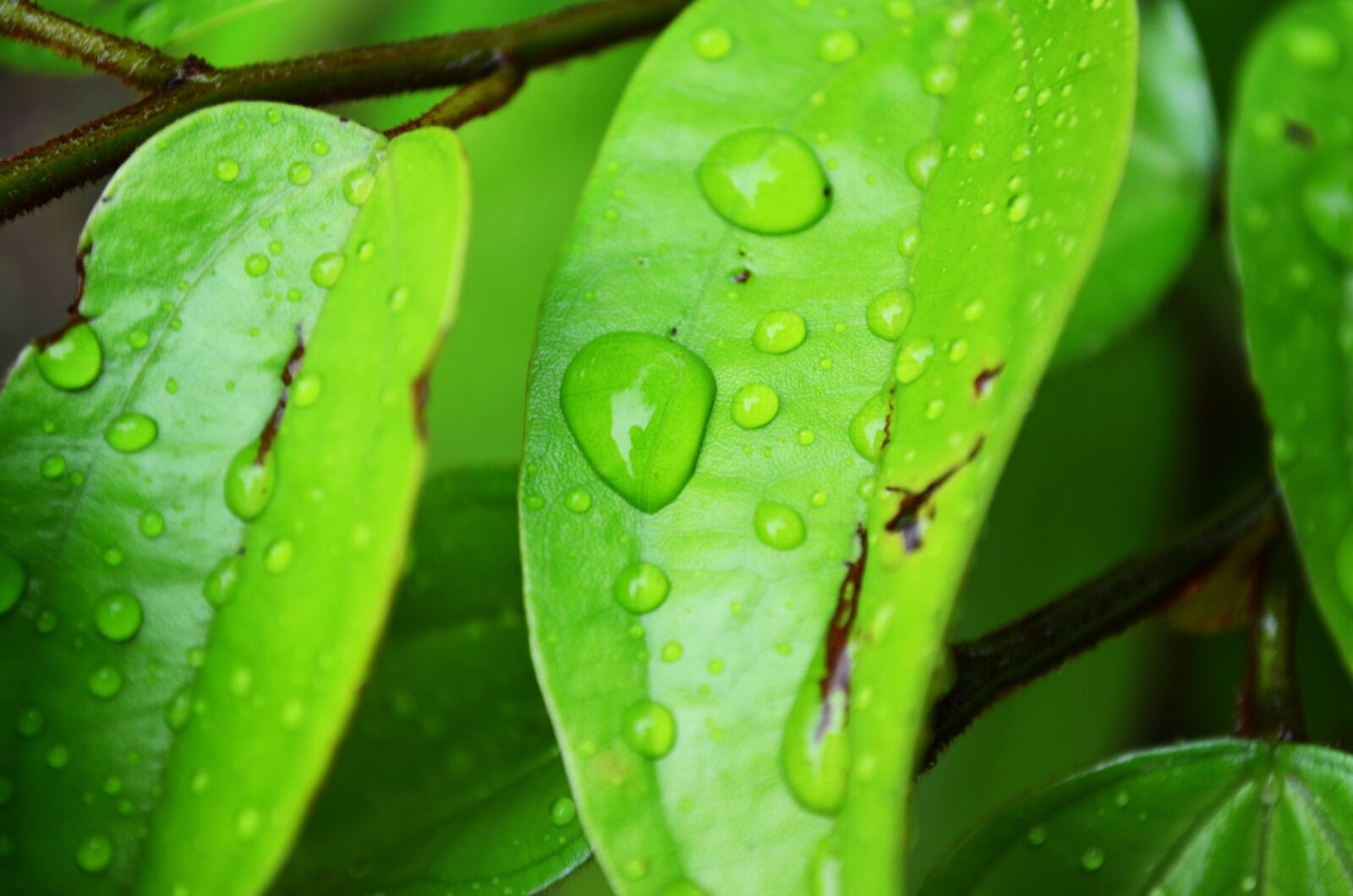 Nikon D5100 sample photo. Leaf, water drops, drops photography