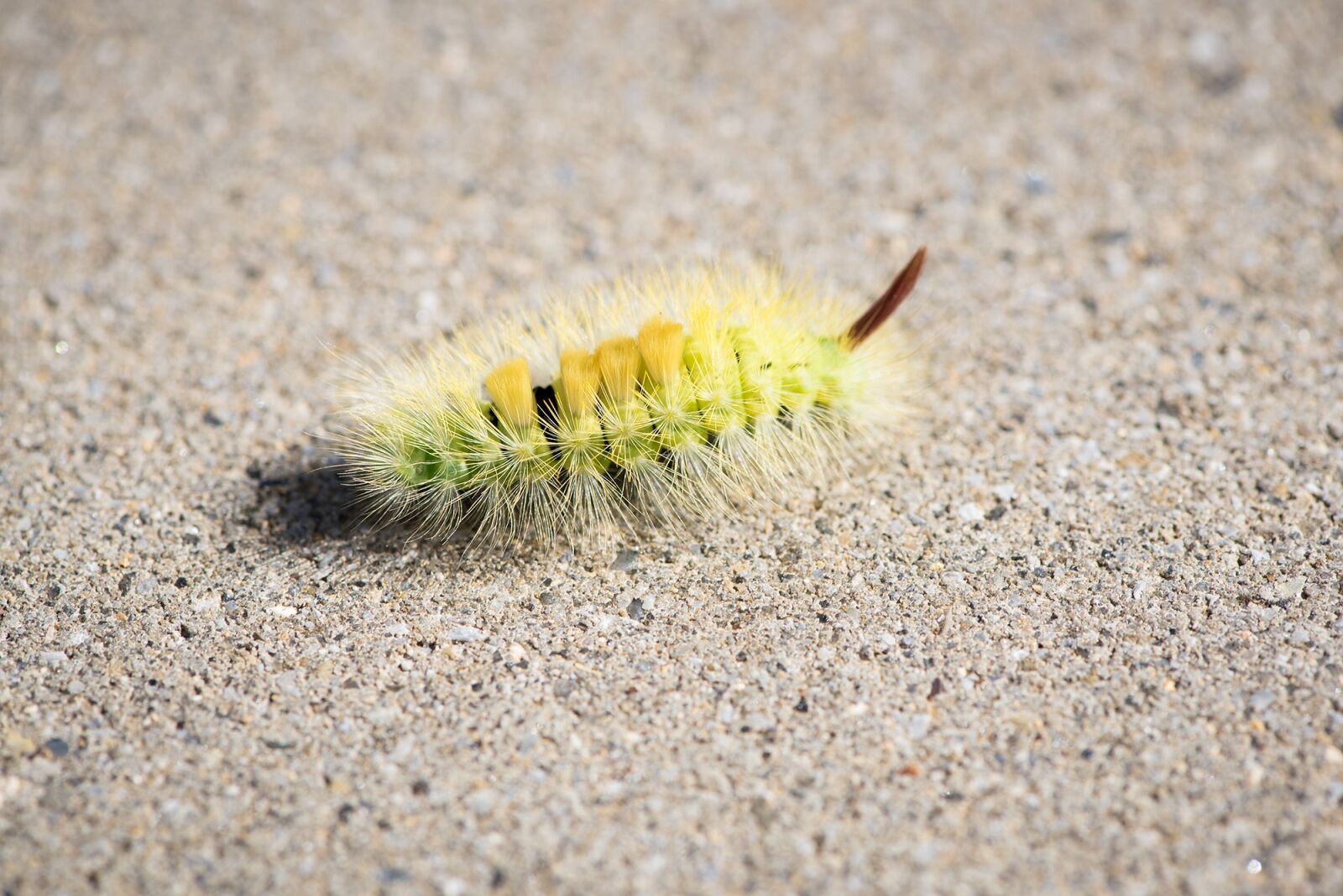 Nikon D750 sample photo. Caterpillar, green, green caterpillar photography
