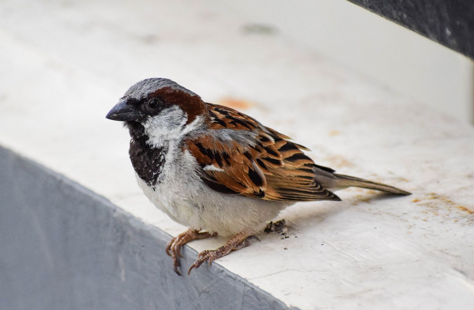 Nikon D3300 sample photo. Male, house sparrow, sparrow photography
