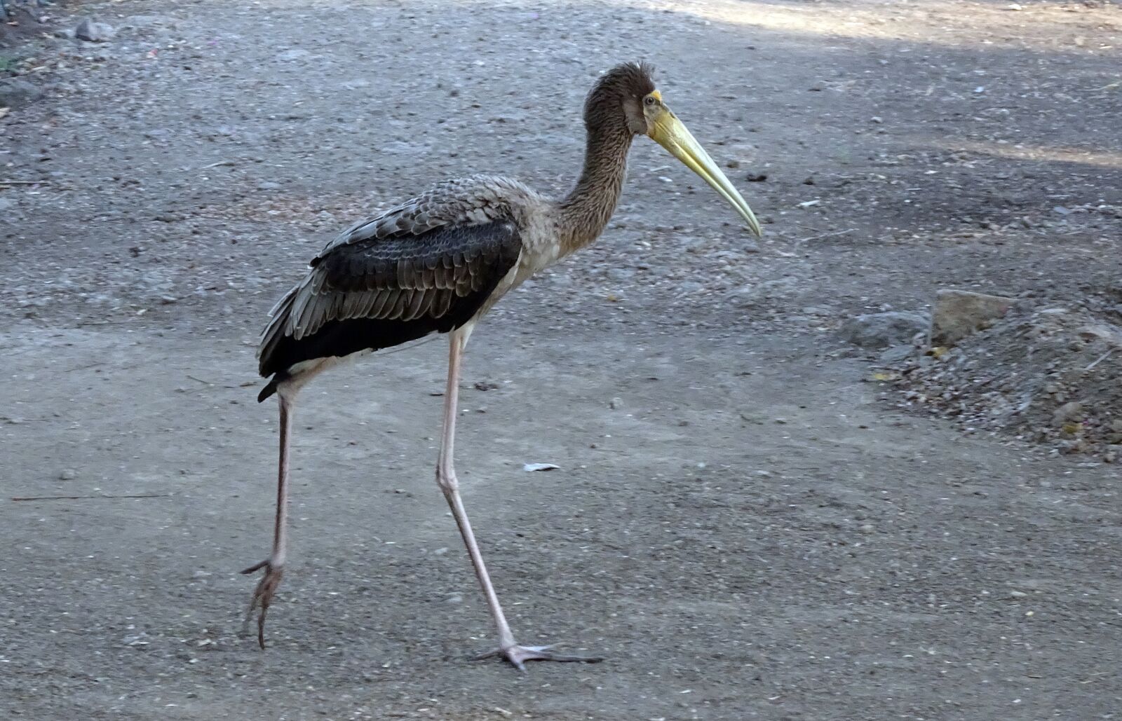 Sony Cyber-shot DSC-HX90V sample photo. Bird, painted stork, juvenile photography