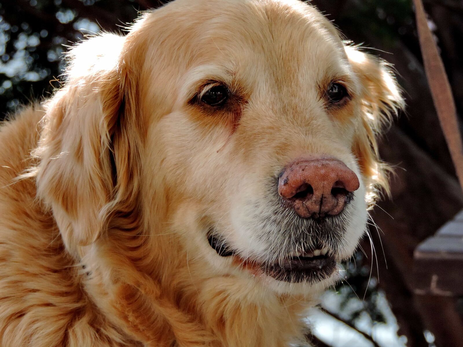Nikon Coolpix P520 sample photo. Pet, dog, hunting dog photography