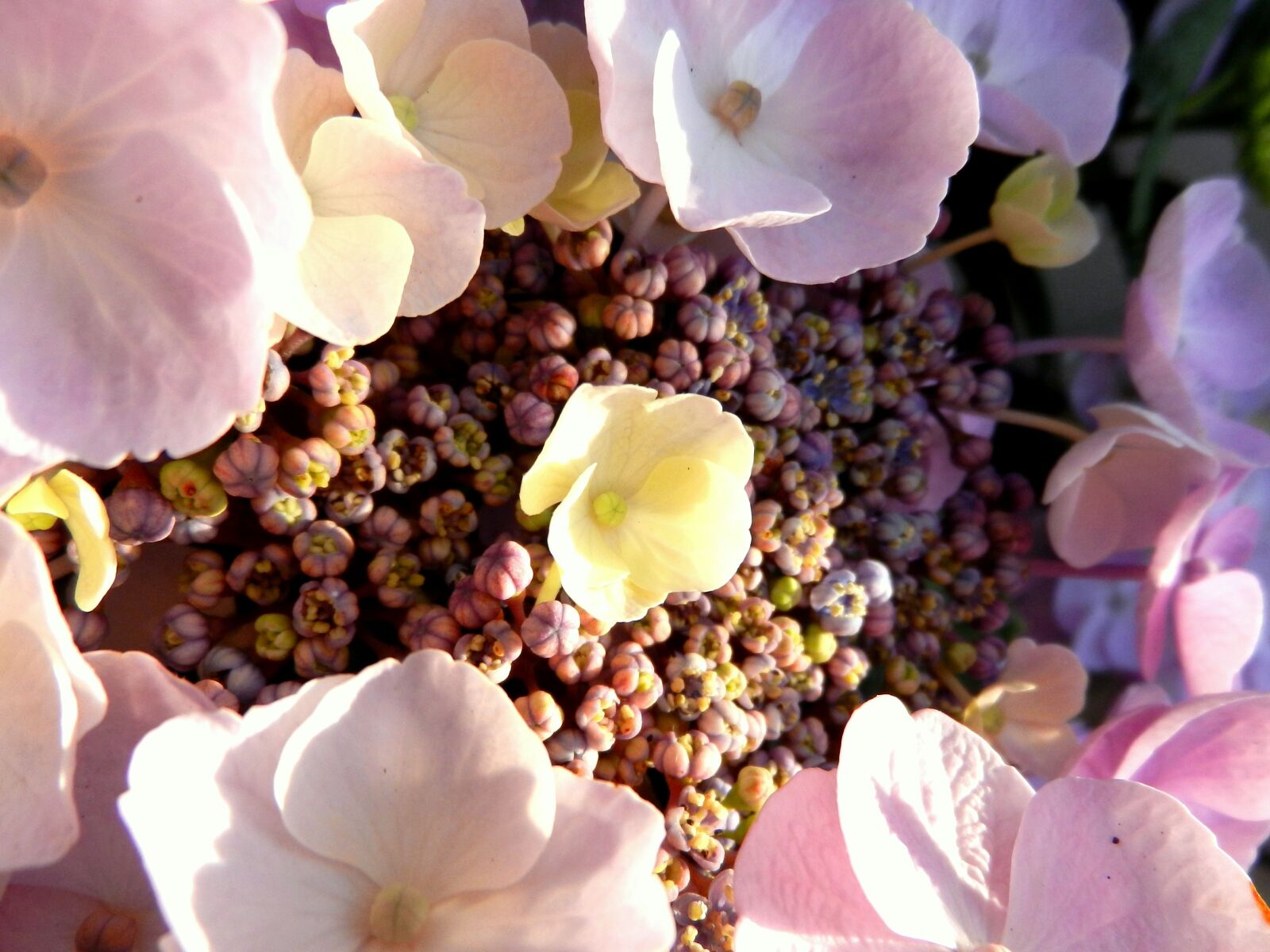 Nikon Coolpix S9100 sample photo. Hydrangea, flower, blossom photography
