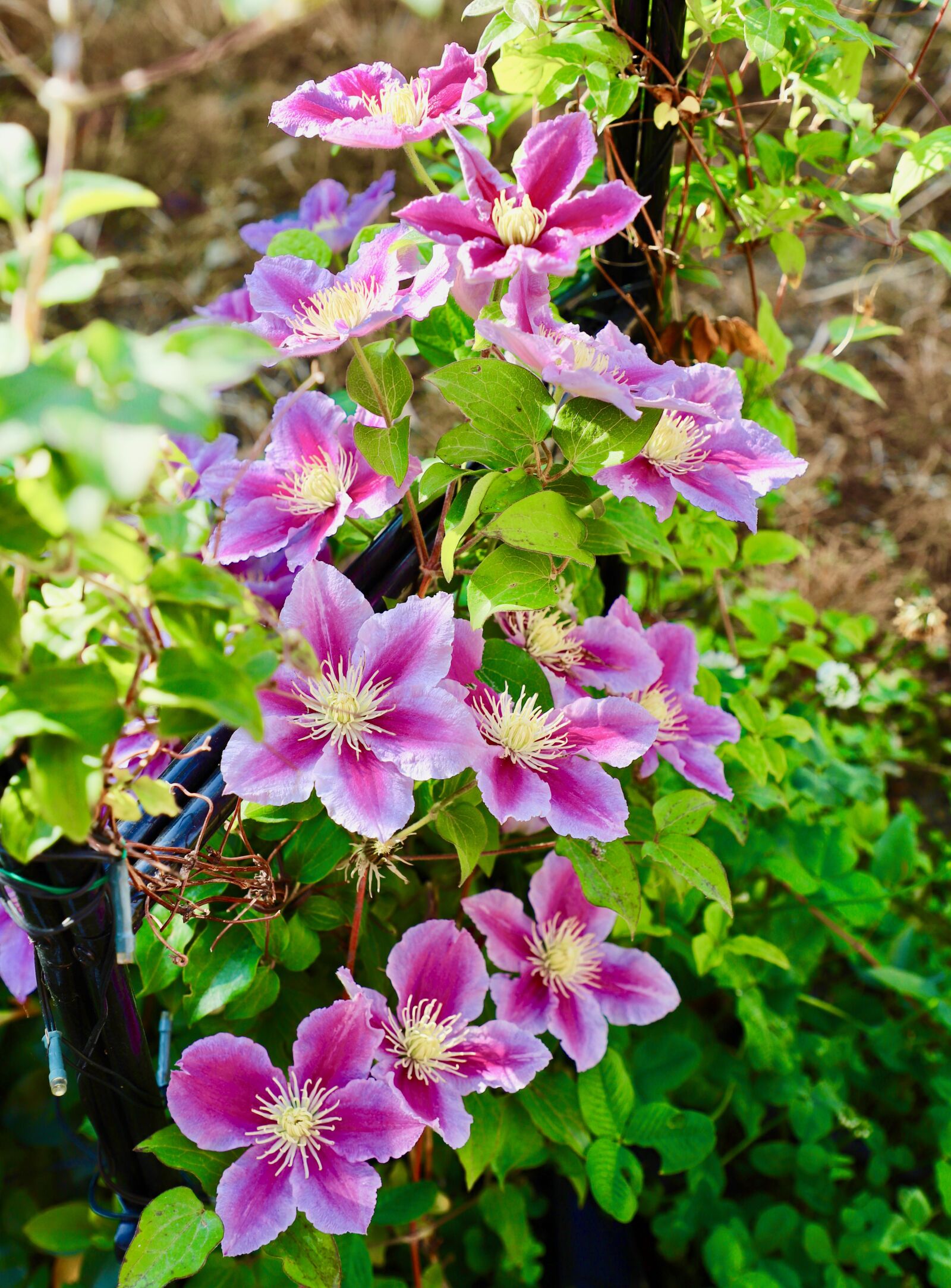Canon EF 24-105mm F4L IS II USM sample photo. Flowers, violet, garden photography