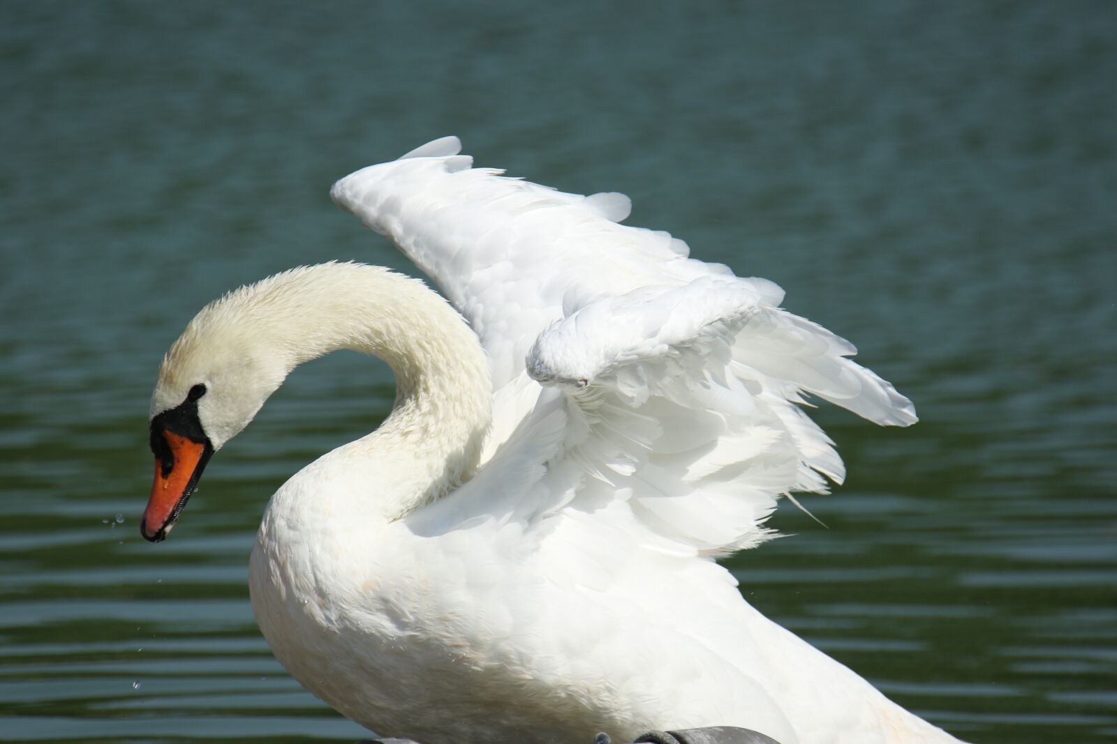 Canon EOS 7D Mark II sample photo. Bird, swan, white photography