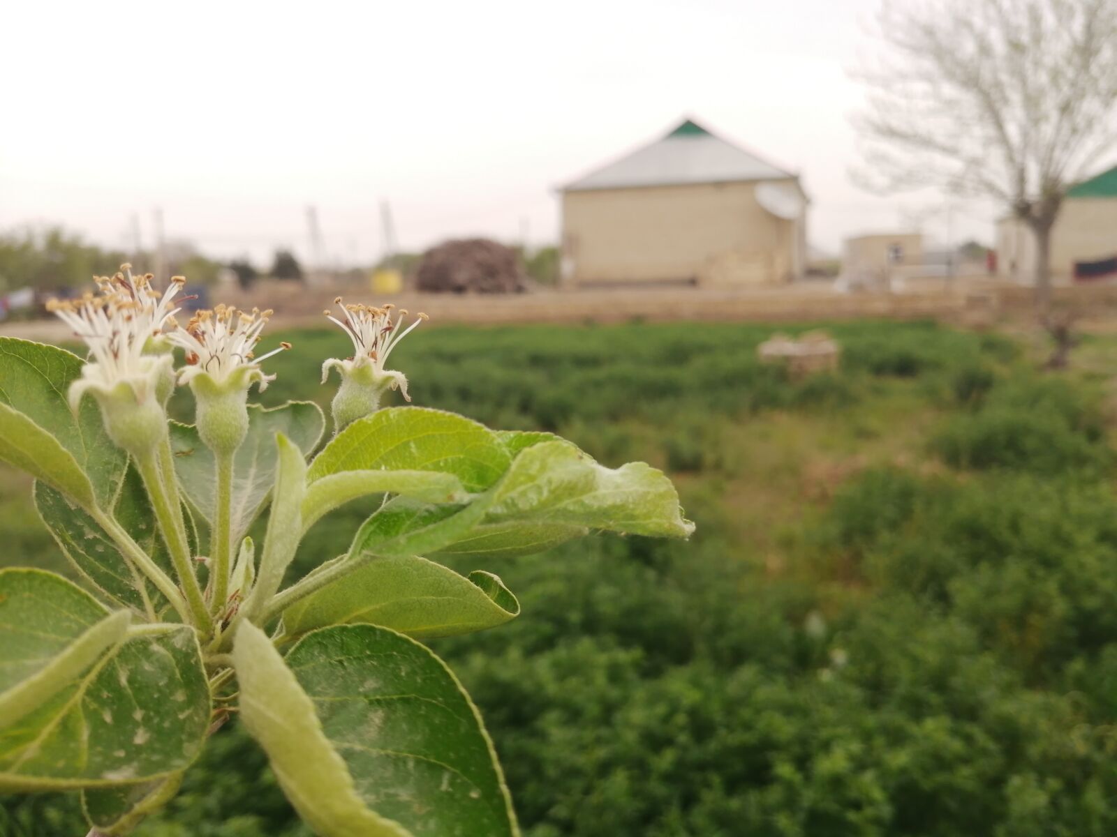 HUAWEI P30 LITE sample photo. Green, village, house photography